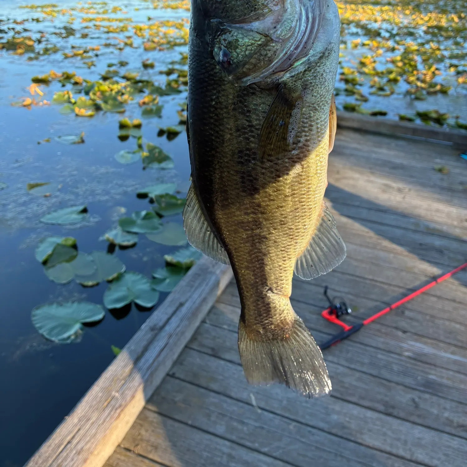 Largemouth bass caught on Fishbrain