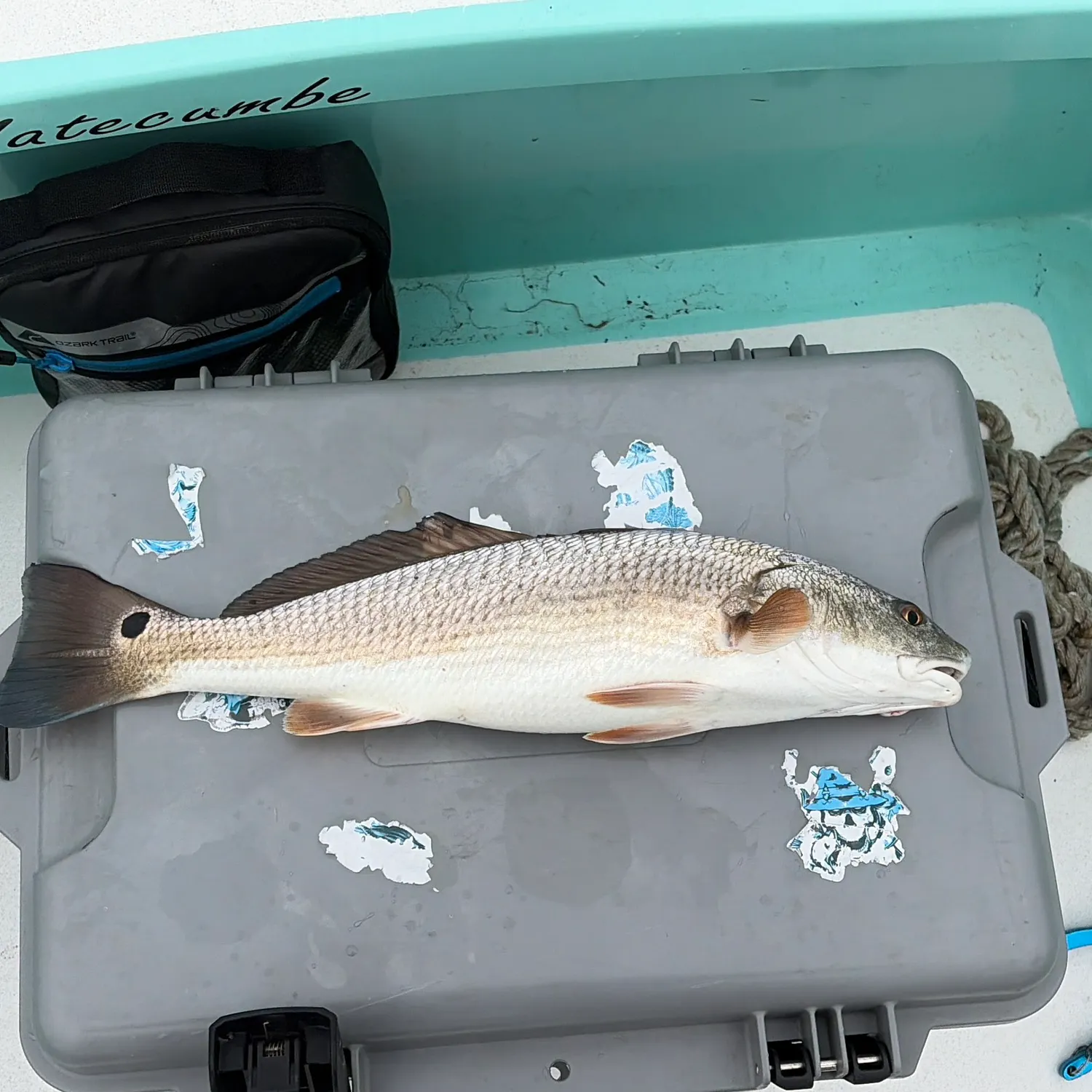 Red drum caught on Fishbrain