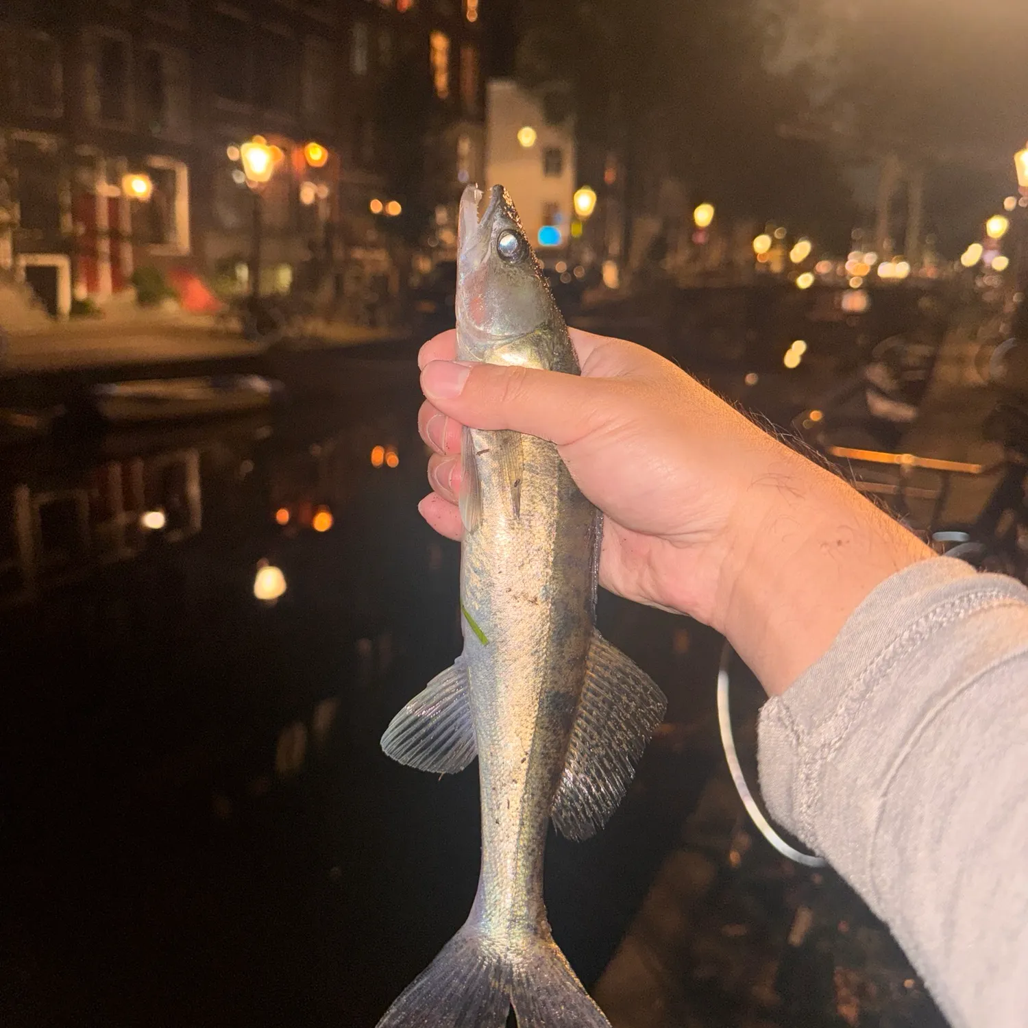 Zander caught on Fishbrain