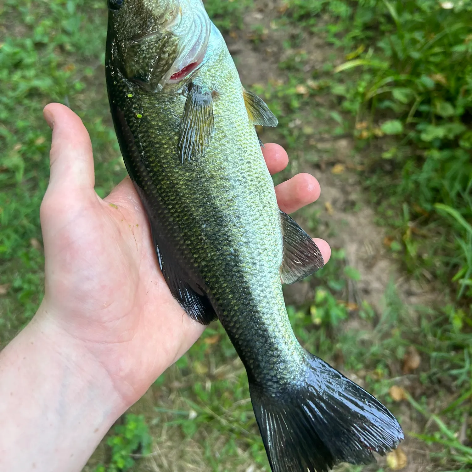 Fish caught on Fishbrain