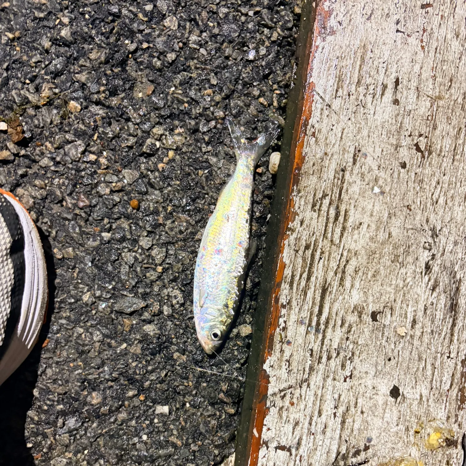 The most recent American shad catches on Fishbrain