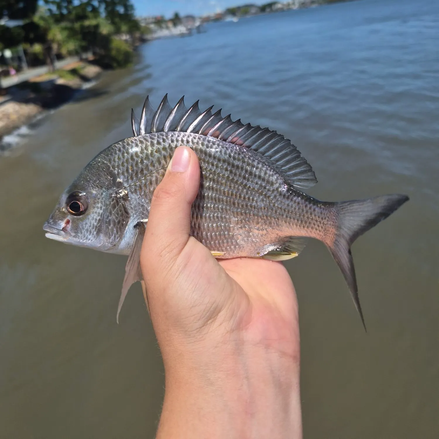 catch