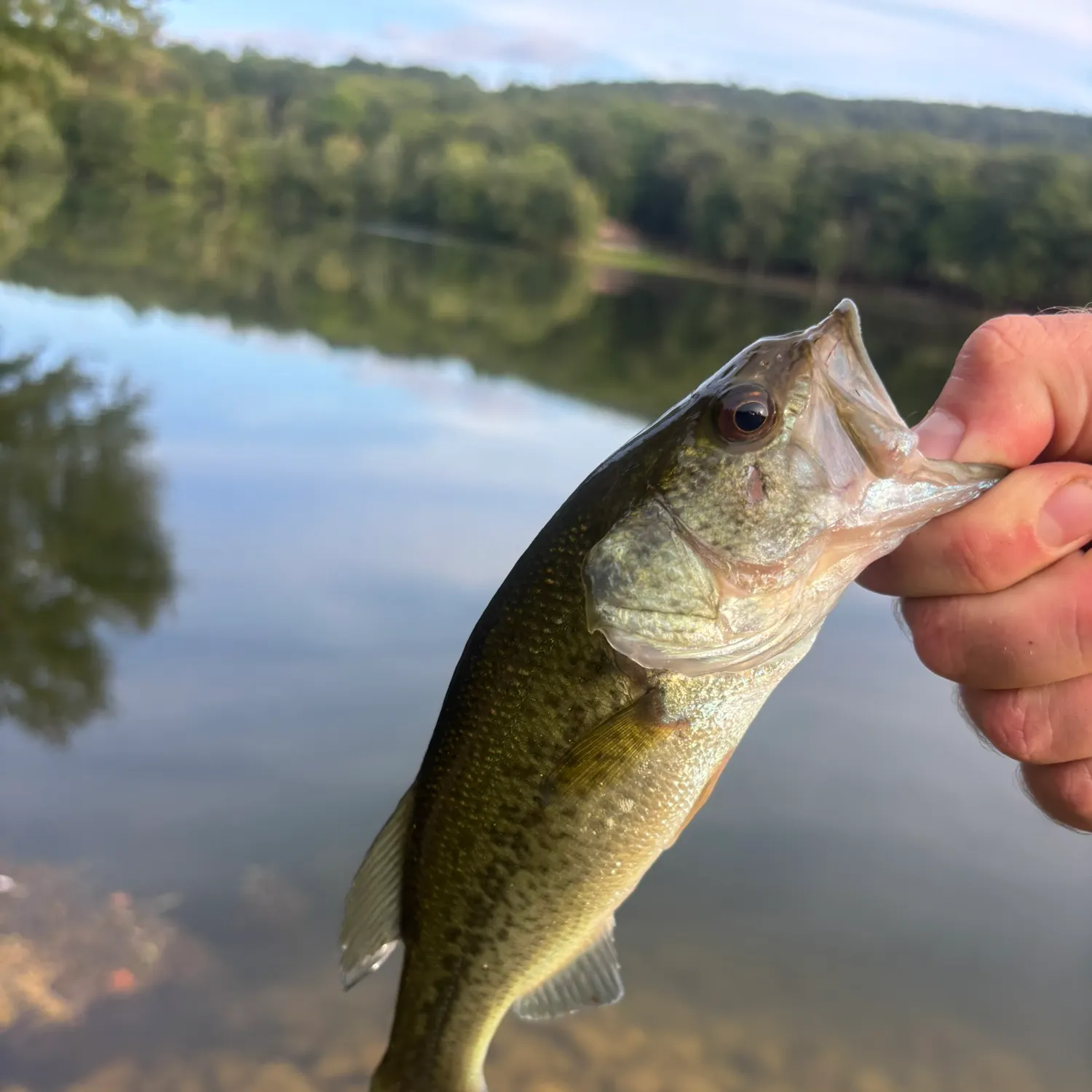 Largemouth bass caught on Fishbrain