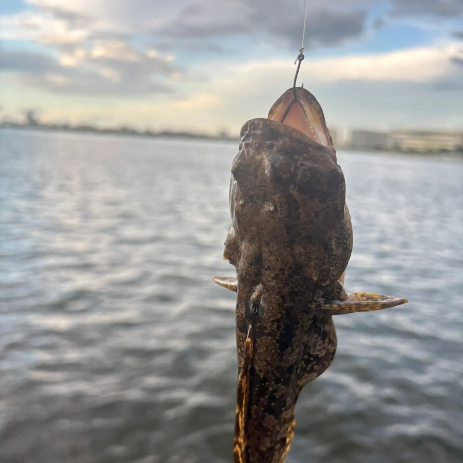 The most recent Oyster toadfish catches on Fishbrain