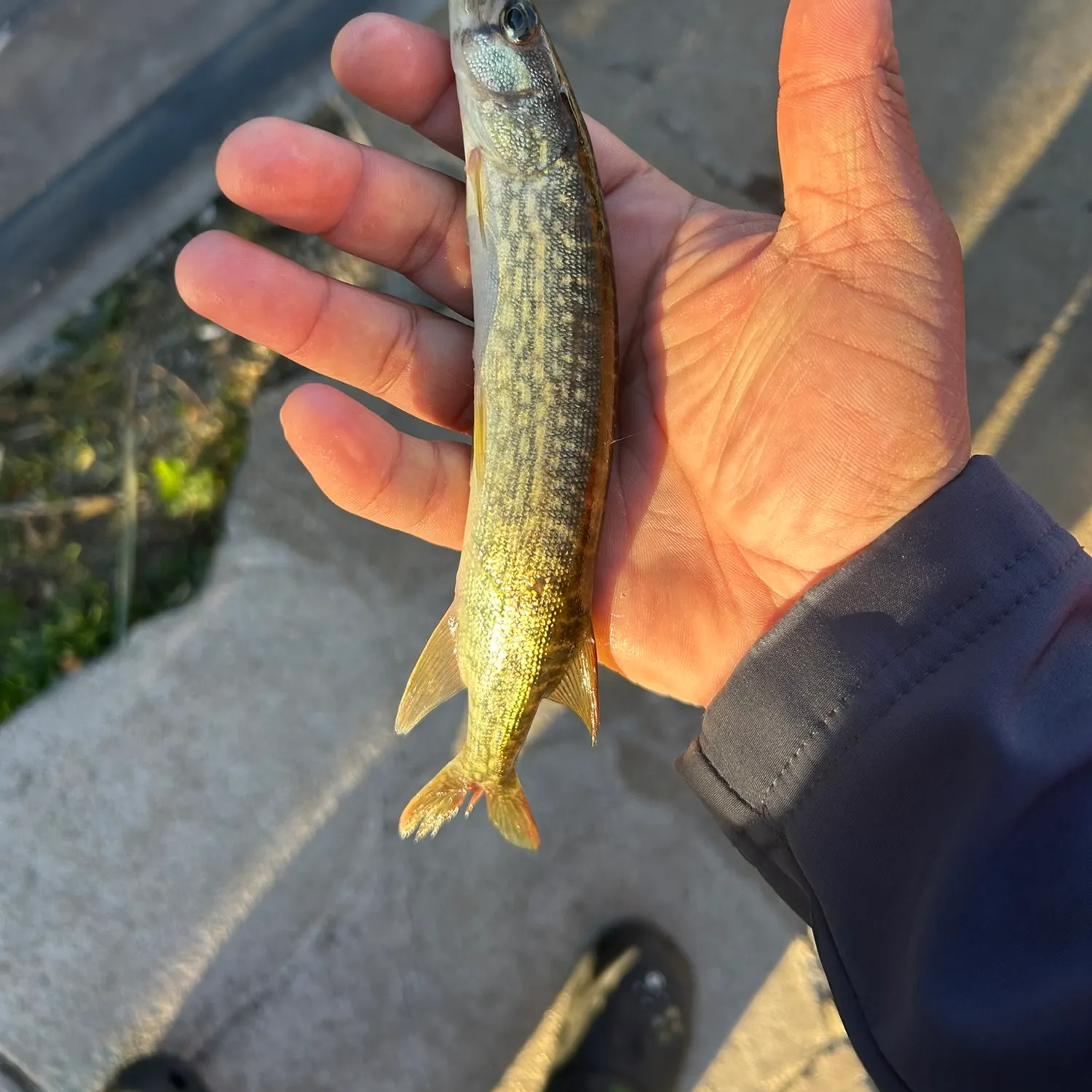 The most recent Grass pickerel catches on Fishbrain
