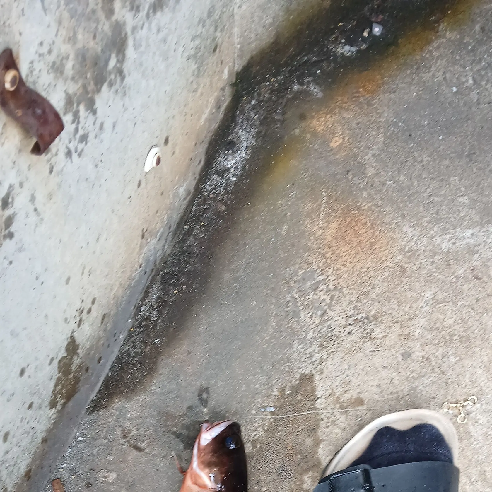 The most recent Red codling catches on Fishbrain