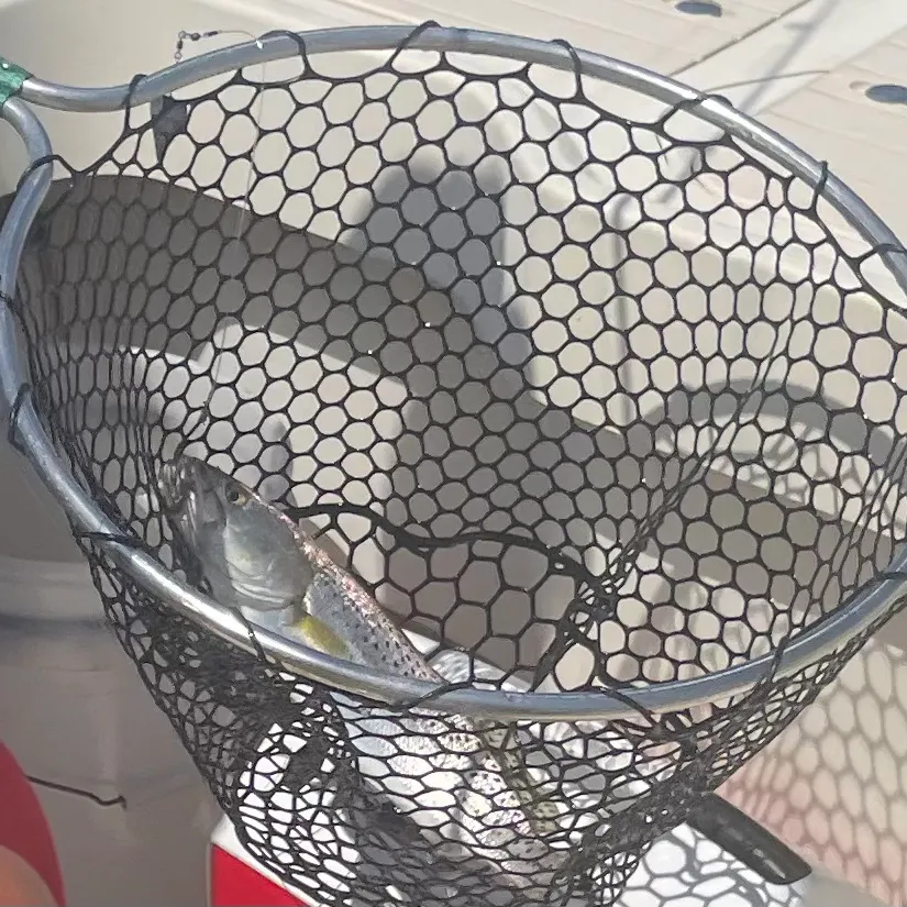 The most recent Spotted seatrout catches on Fishbrain