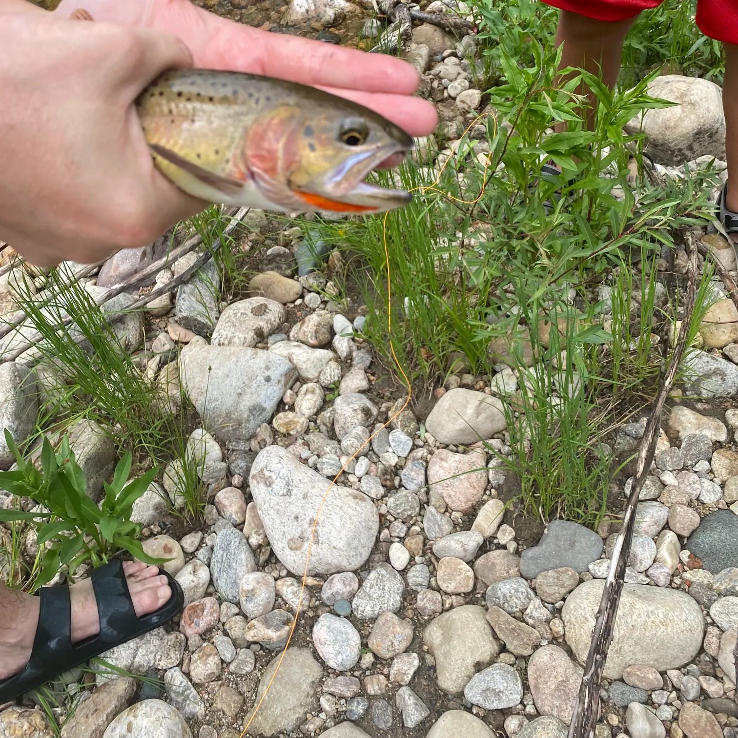 The most recent Yellowstone cutthroat trout catches on Fishbrain