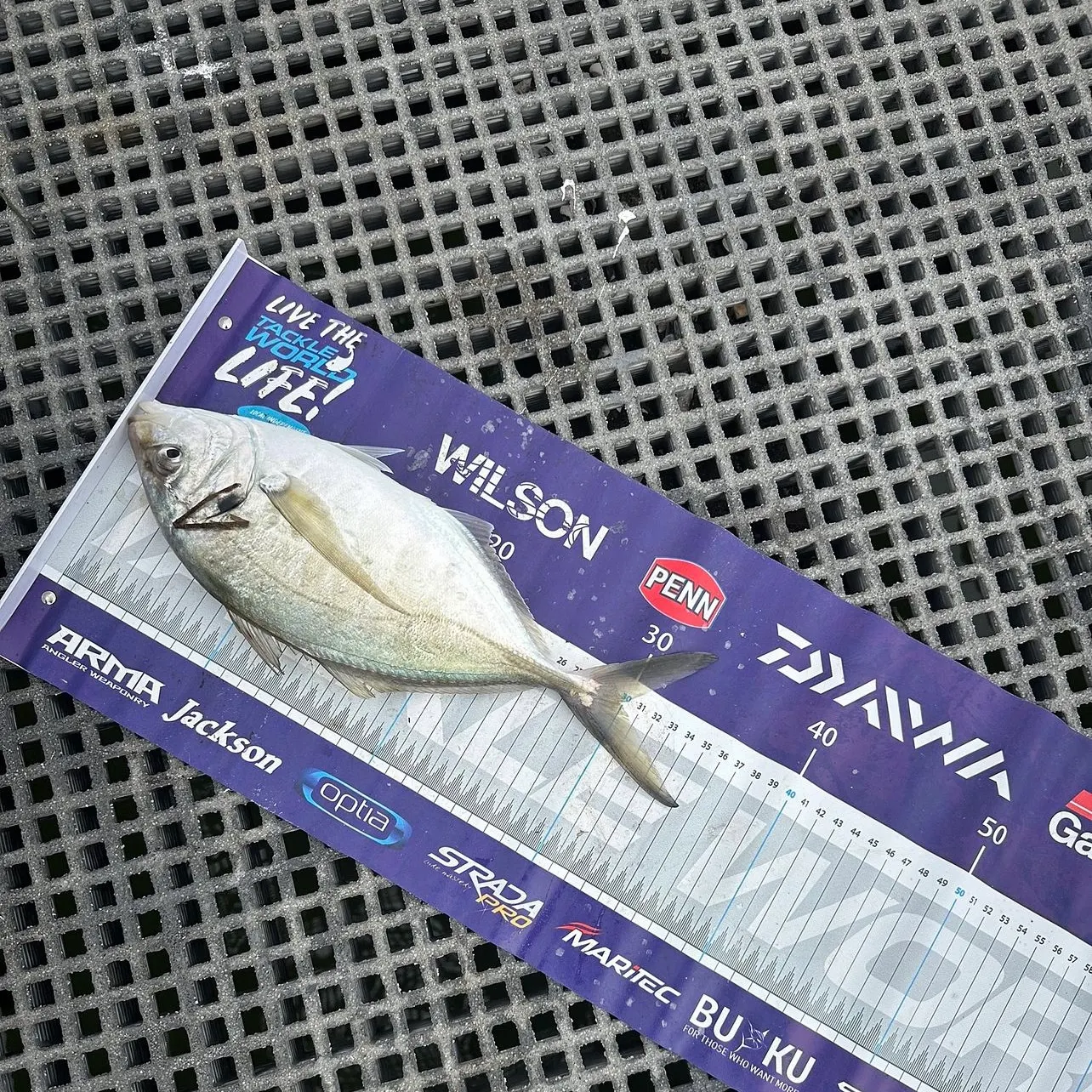 The most recent White trevally catches on Fishbrain