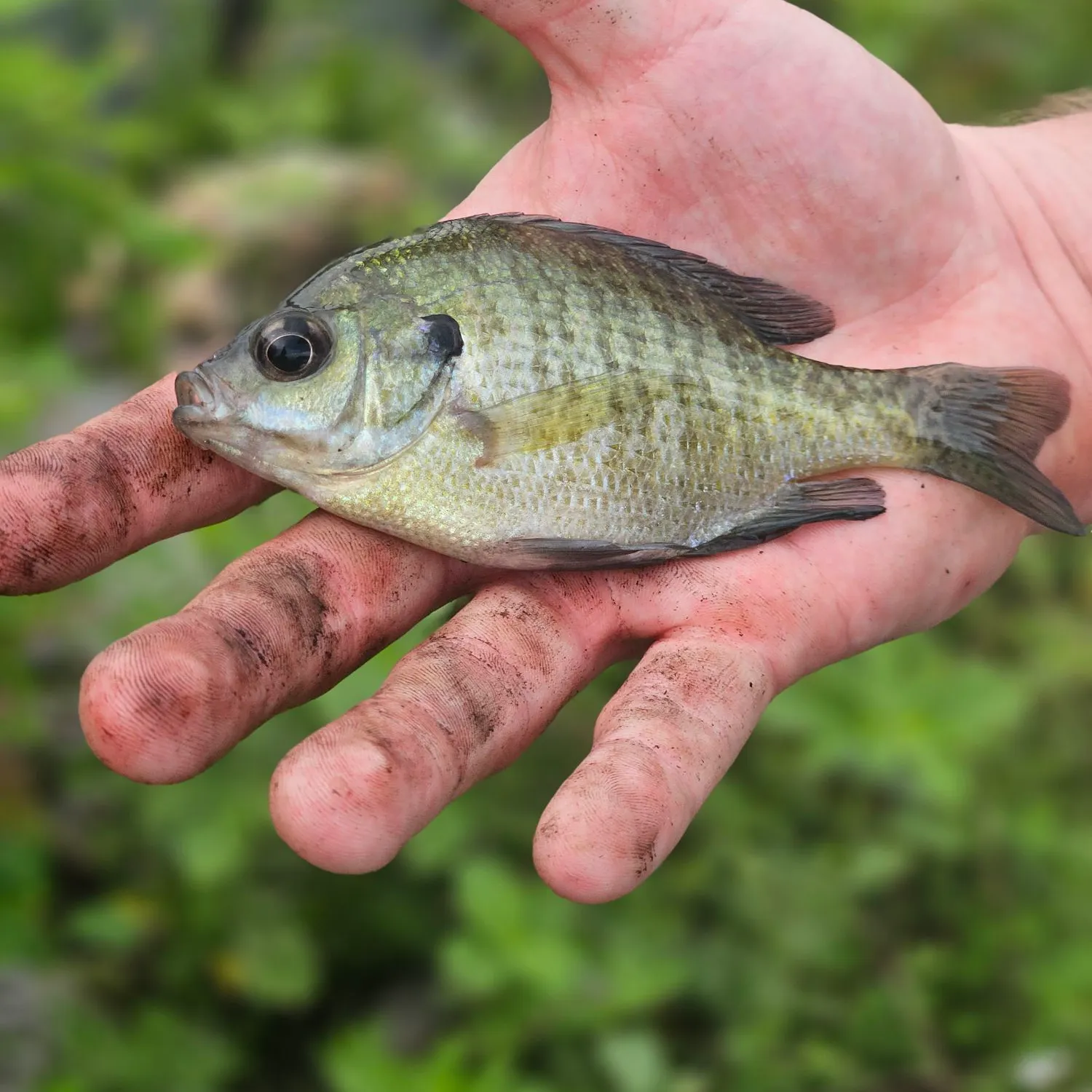 The most recent Flier catches on Fishbrain