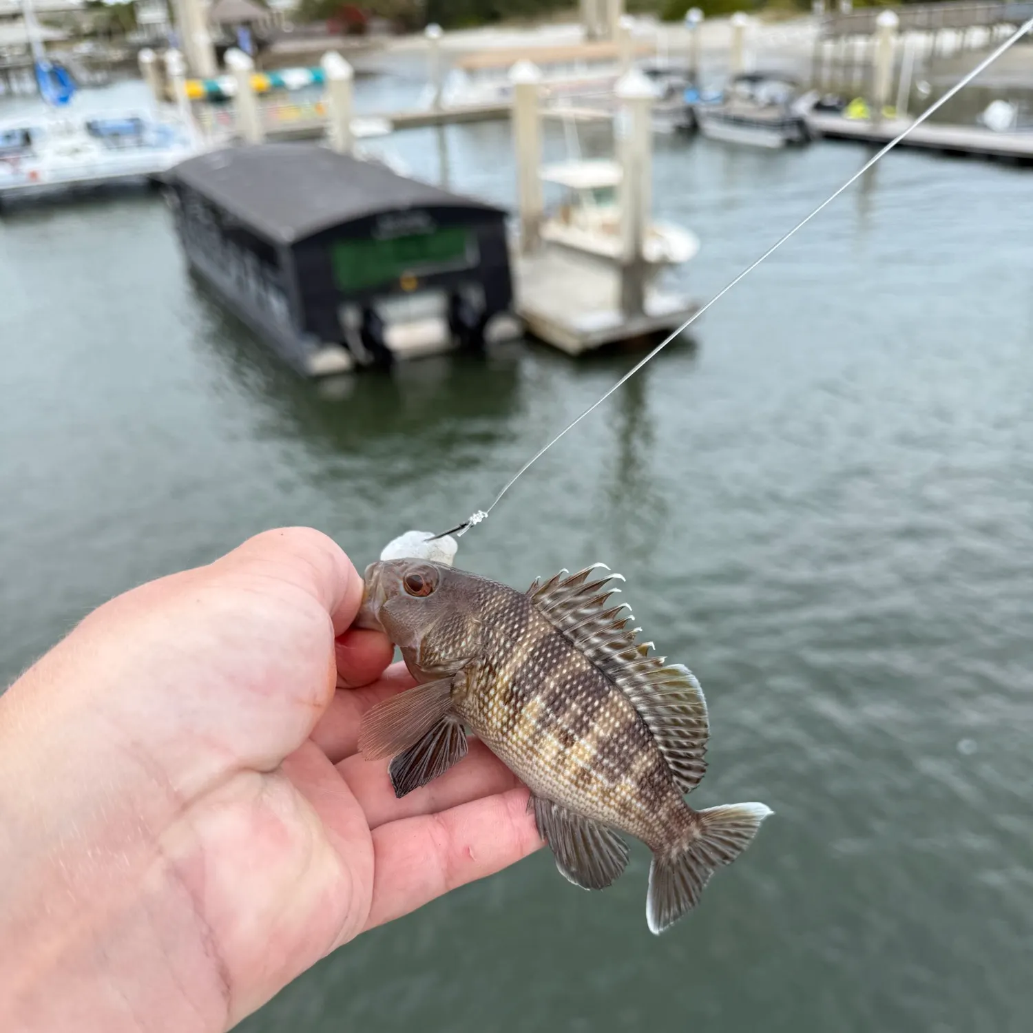 The most recent Black sea bass catches on Fishbrain