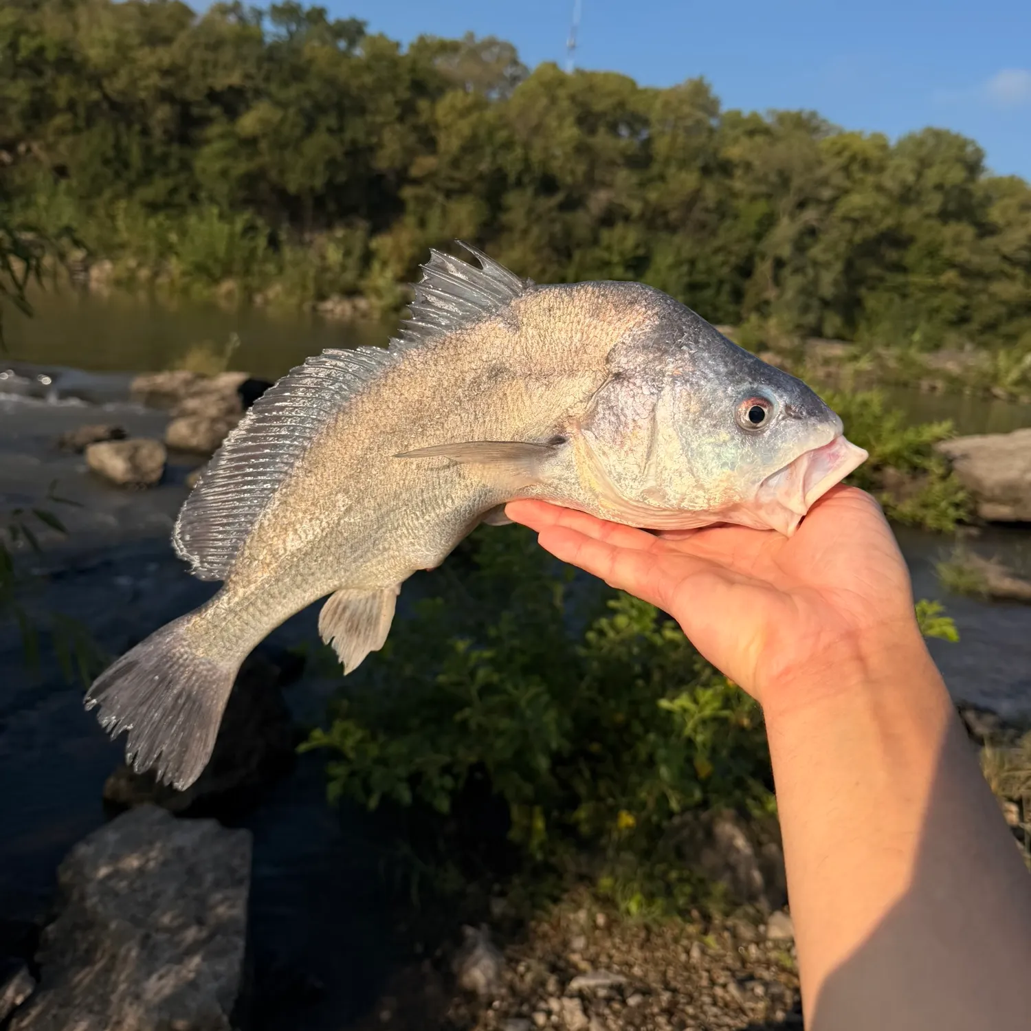 Freshwater drum caught on Fishbrain
