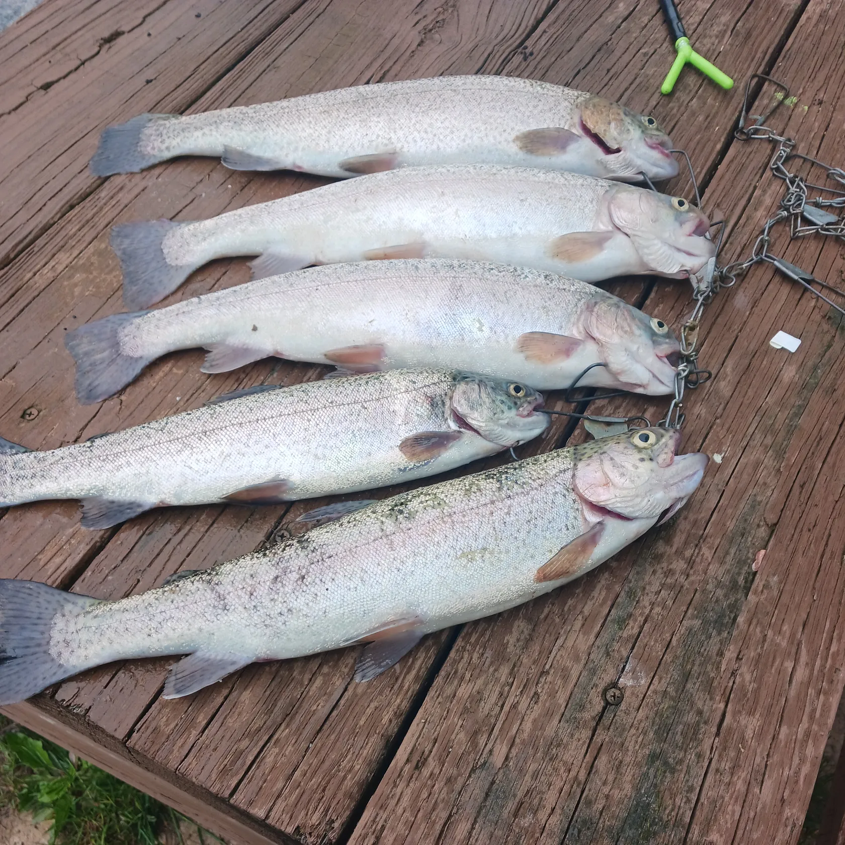 recently logged catches