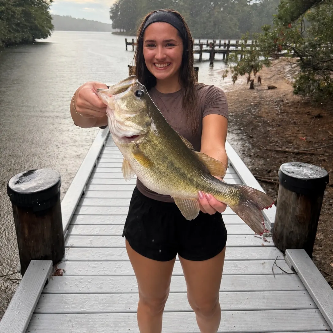 Largemouth bass caught on Fishbrain