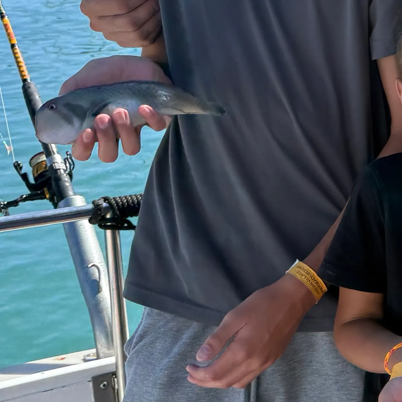 The most recent Peacock wrasse catches on Fishbrain
