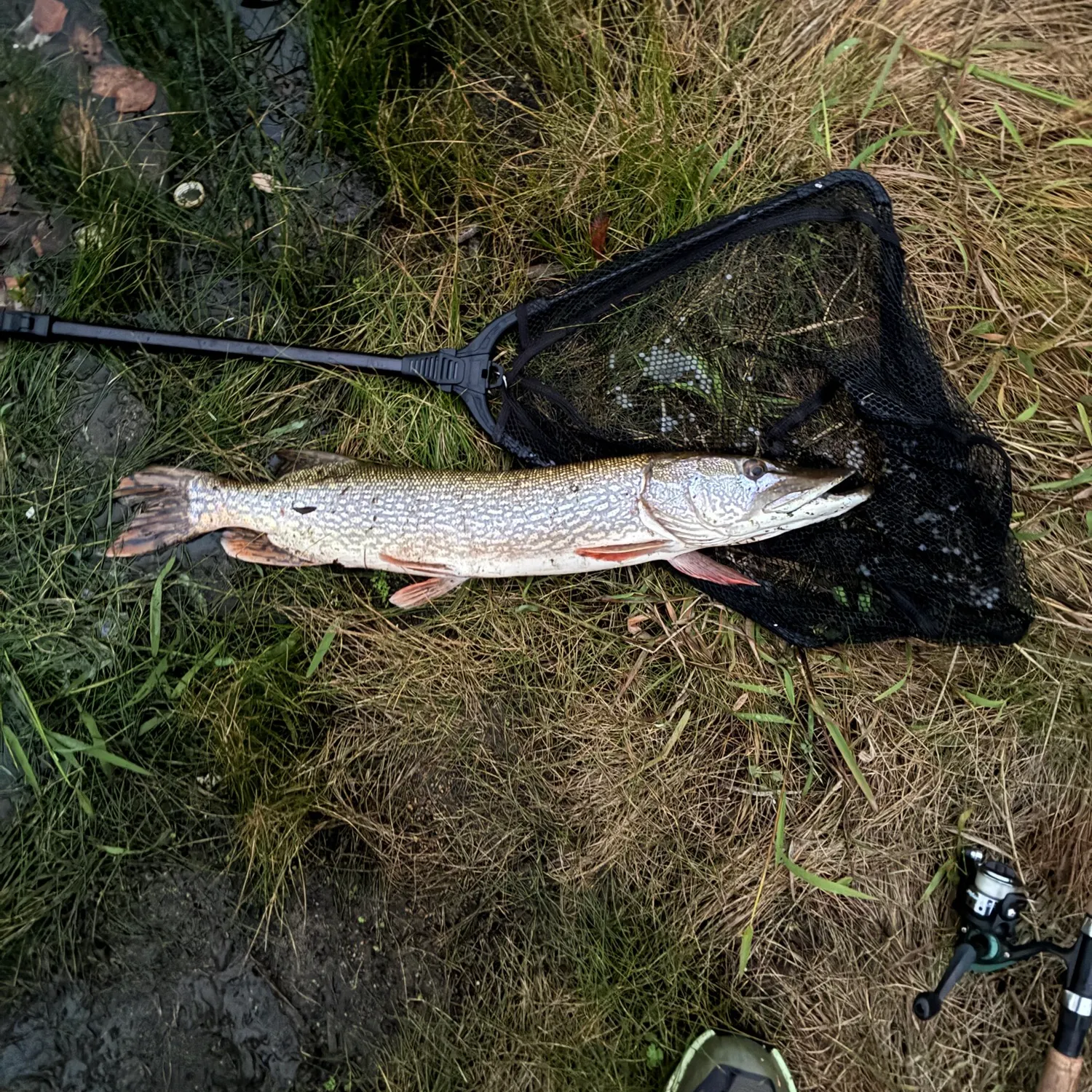 Northern pike caught on Fishbrain