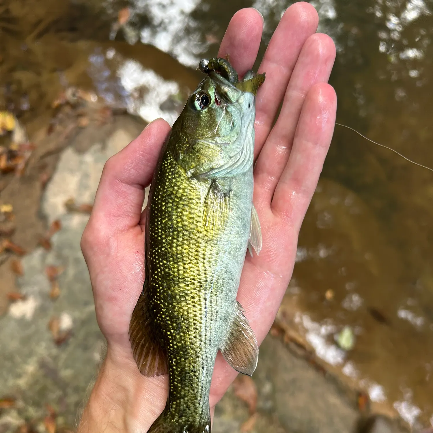 Tallapoosa bass caught on Fishbrain