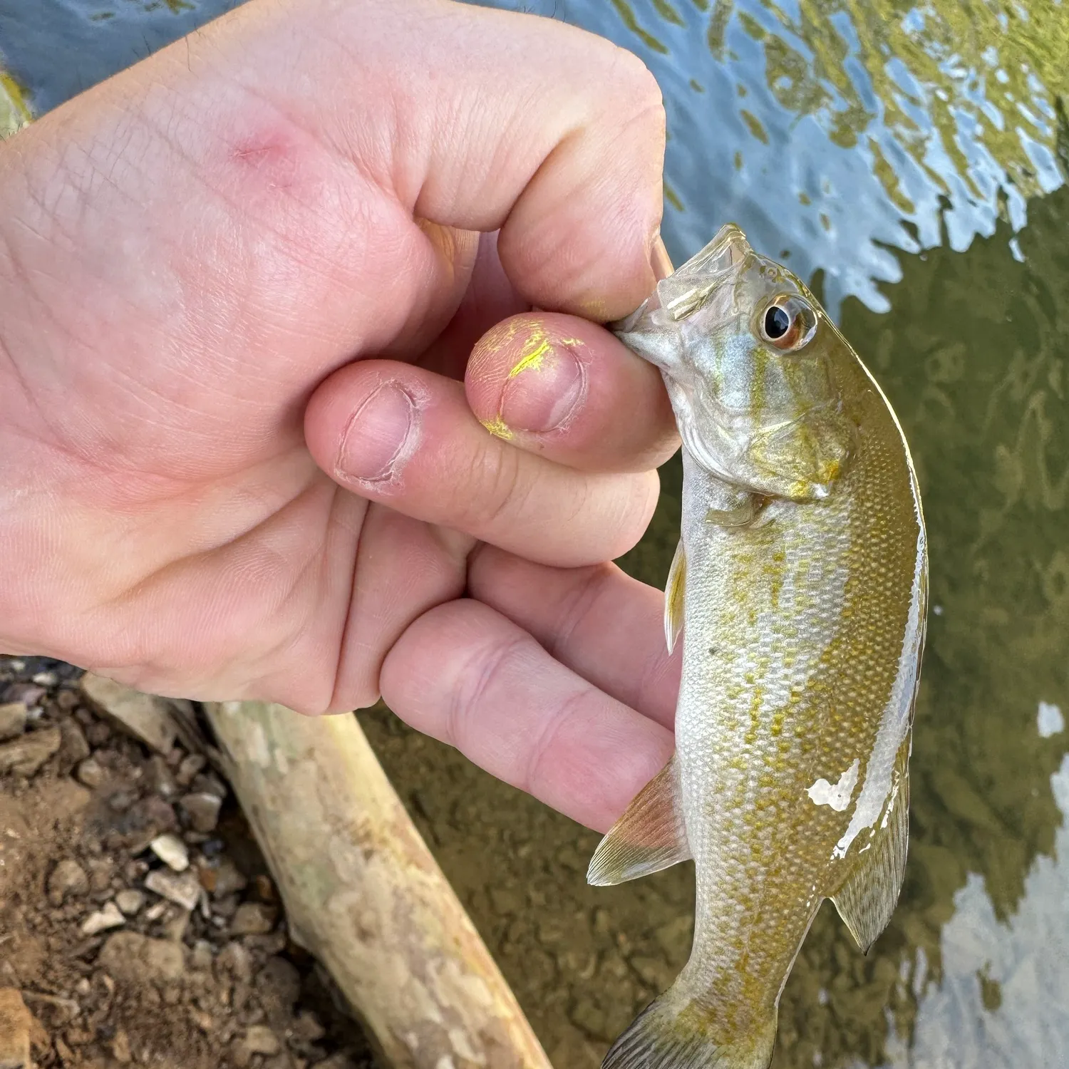 Smallmouth bass caught on Fishbrain