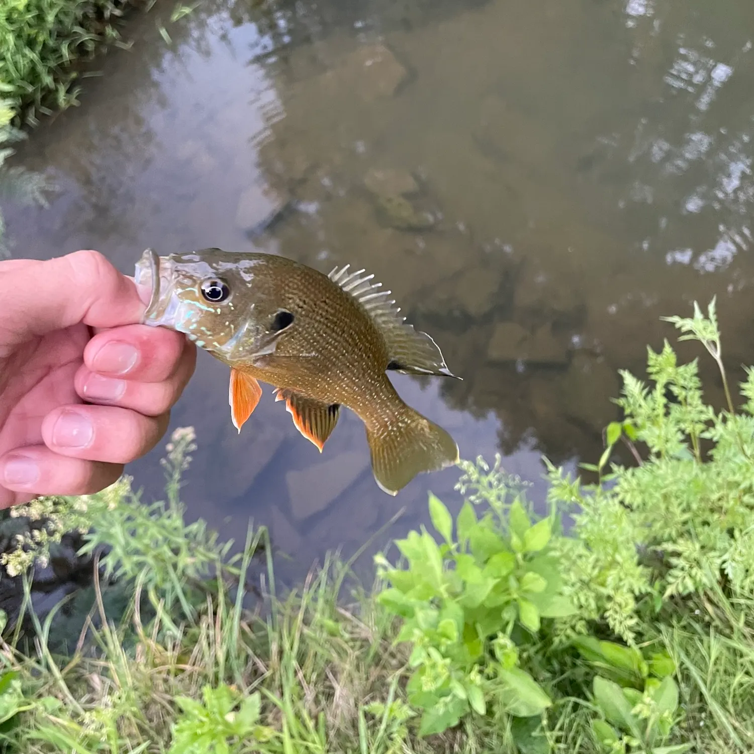 Green sunfish caught on Fishbrain