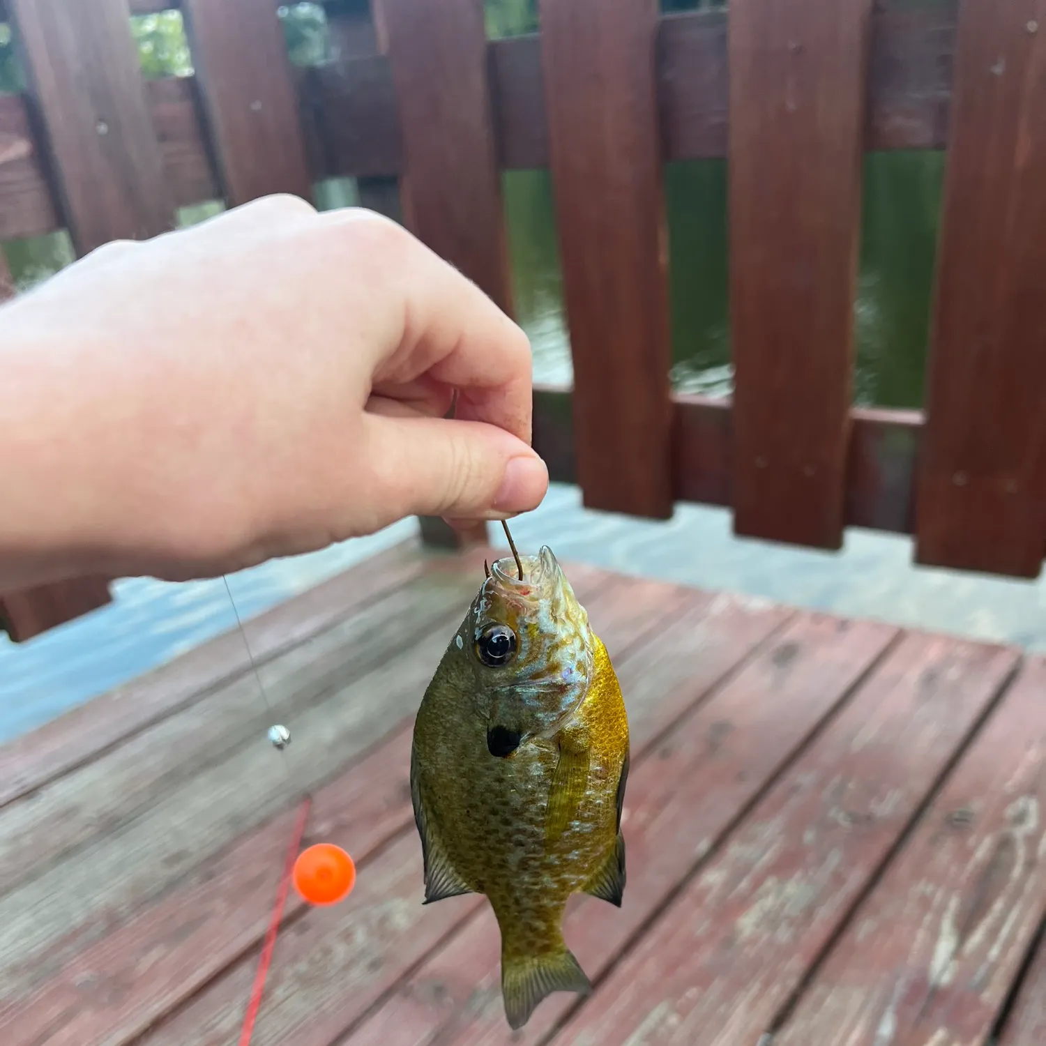 Pumpkinseed caught on Fishbrain