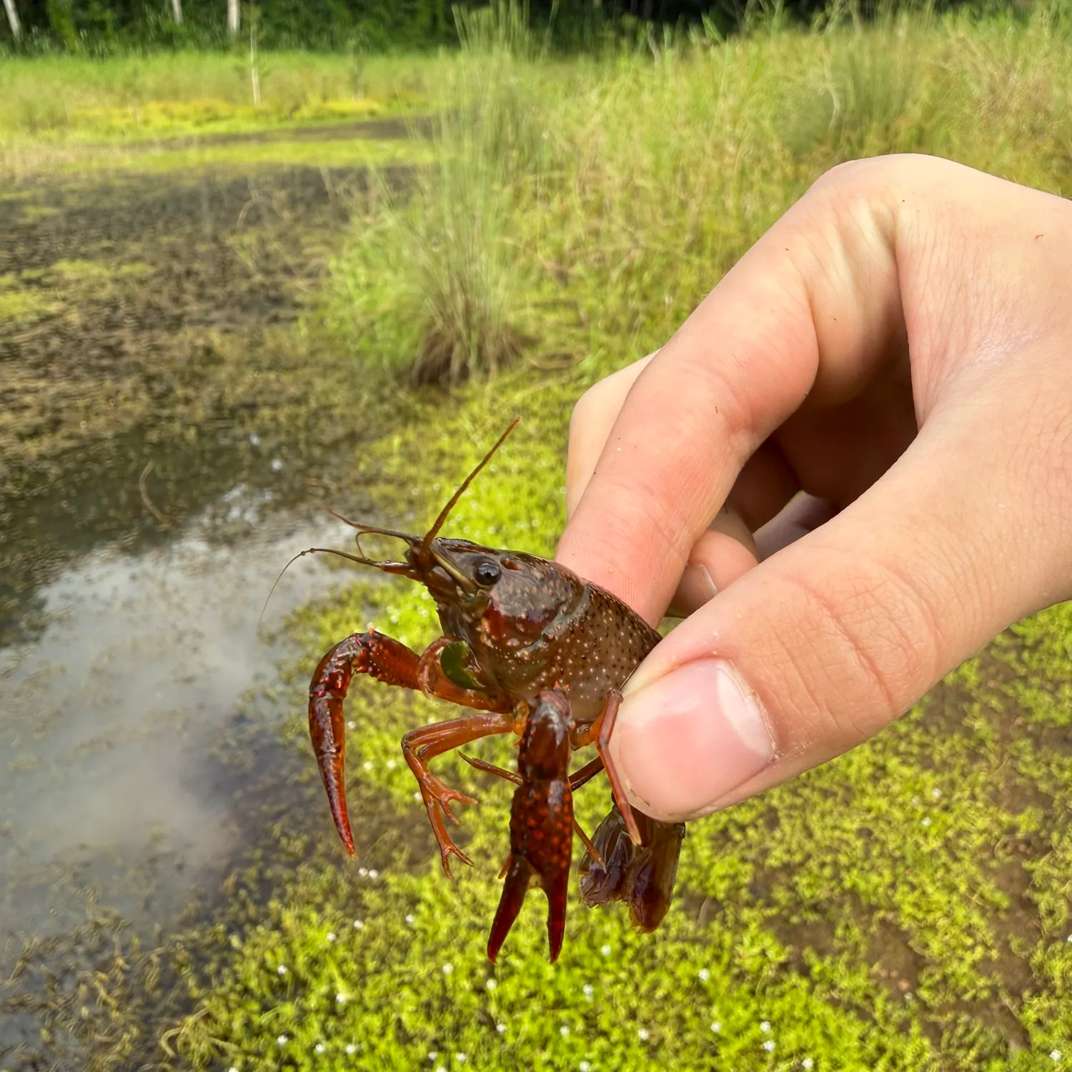 The most recent Red swamp crayfish catches on Fishbrain
