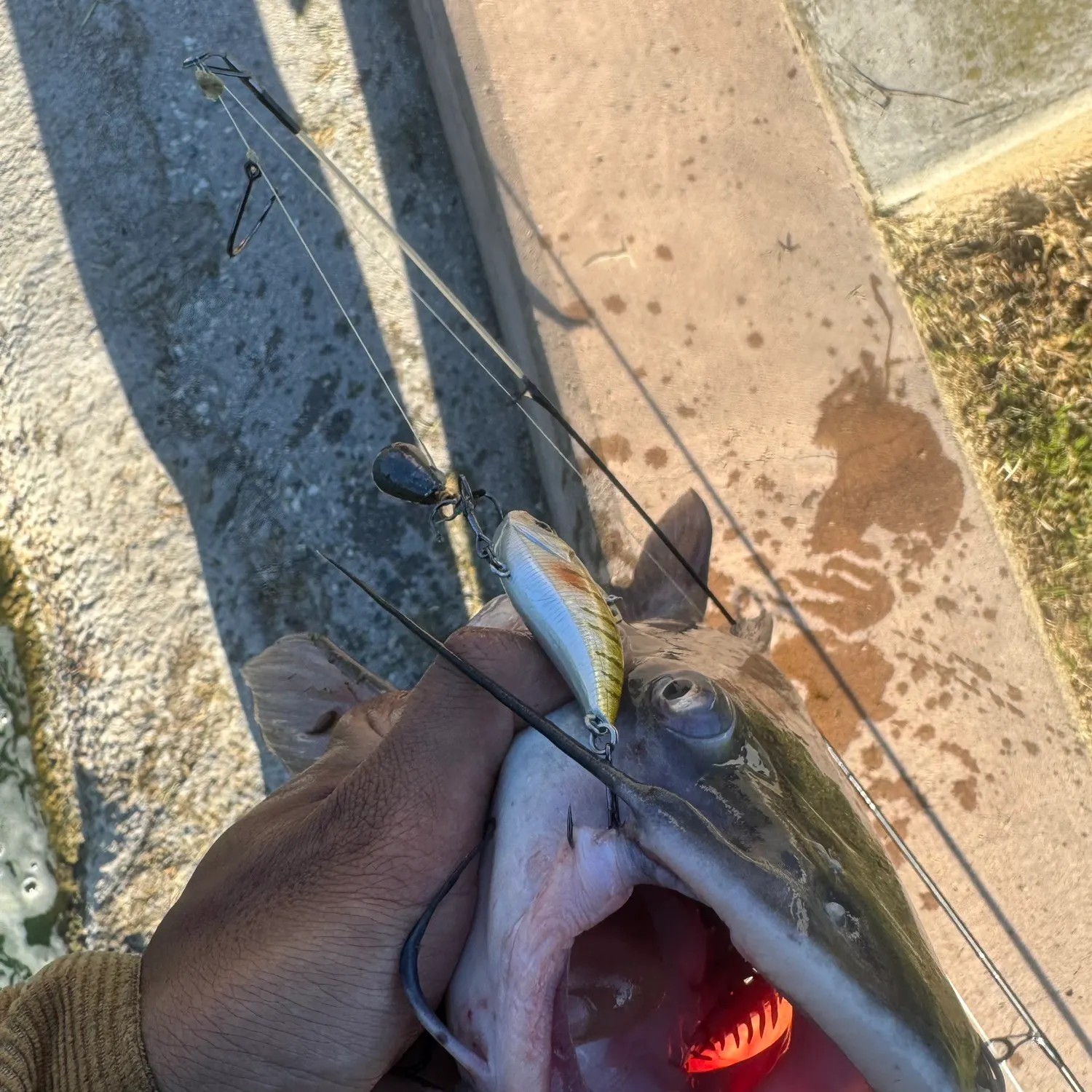 Channel catfish caught on Fishbrain