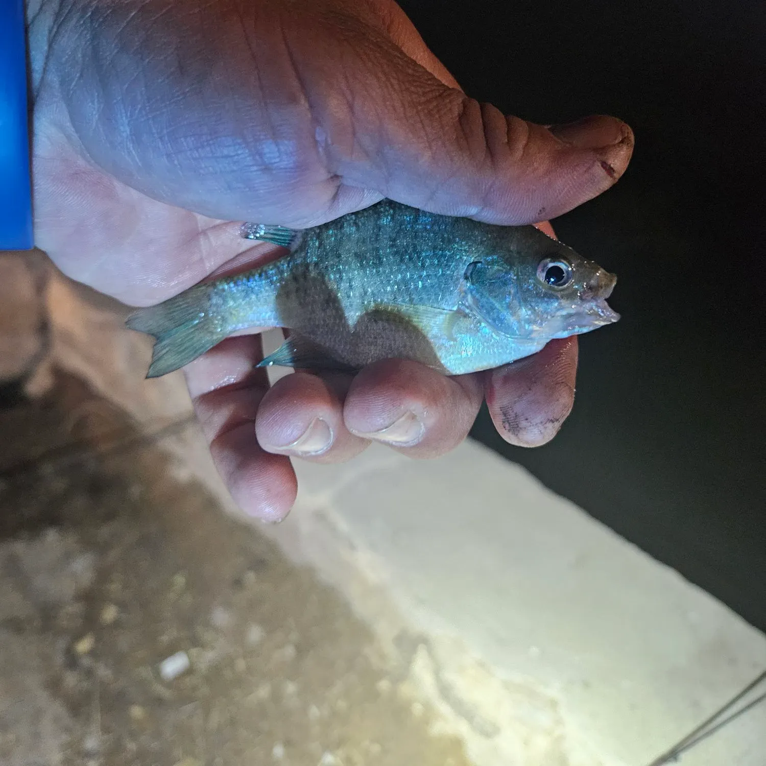 Bluegill caught on Fishbrain