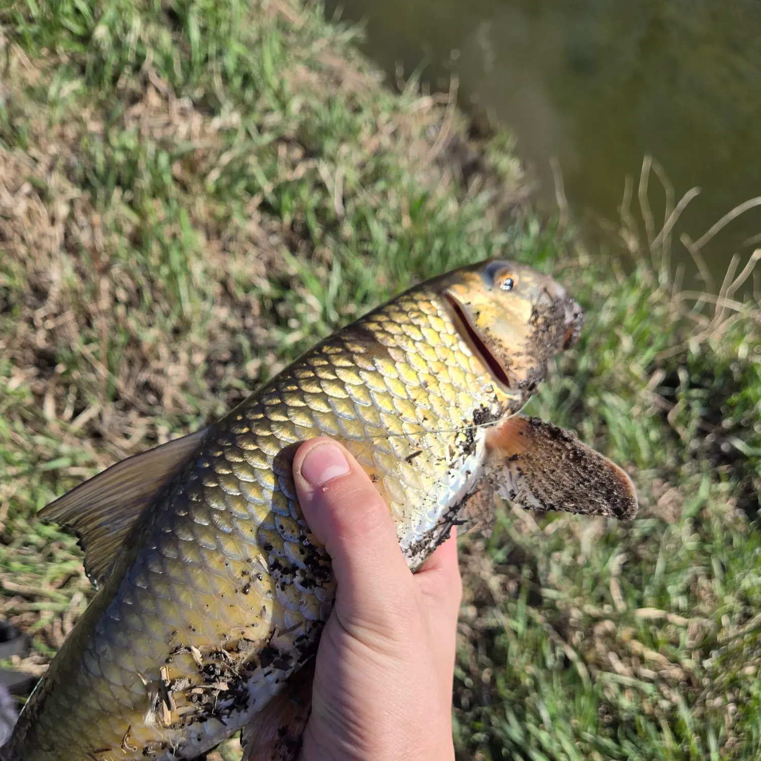 The most recent Golden redhorse catches on Fishbrain