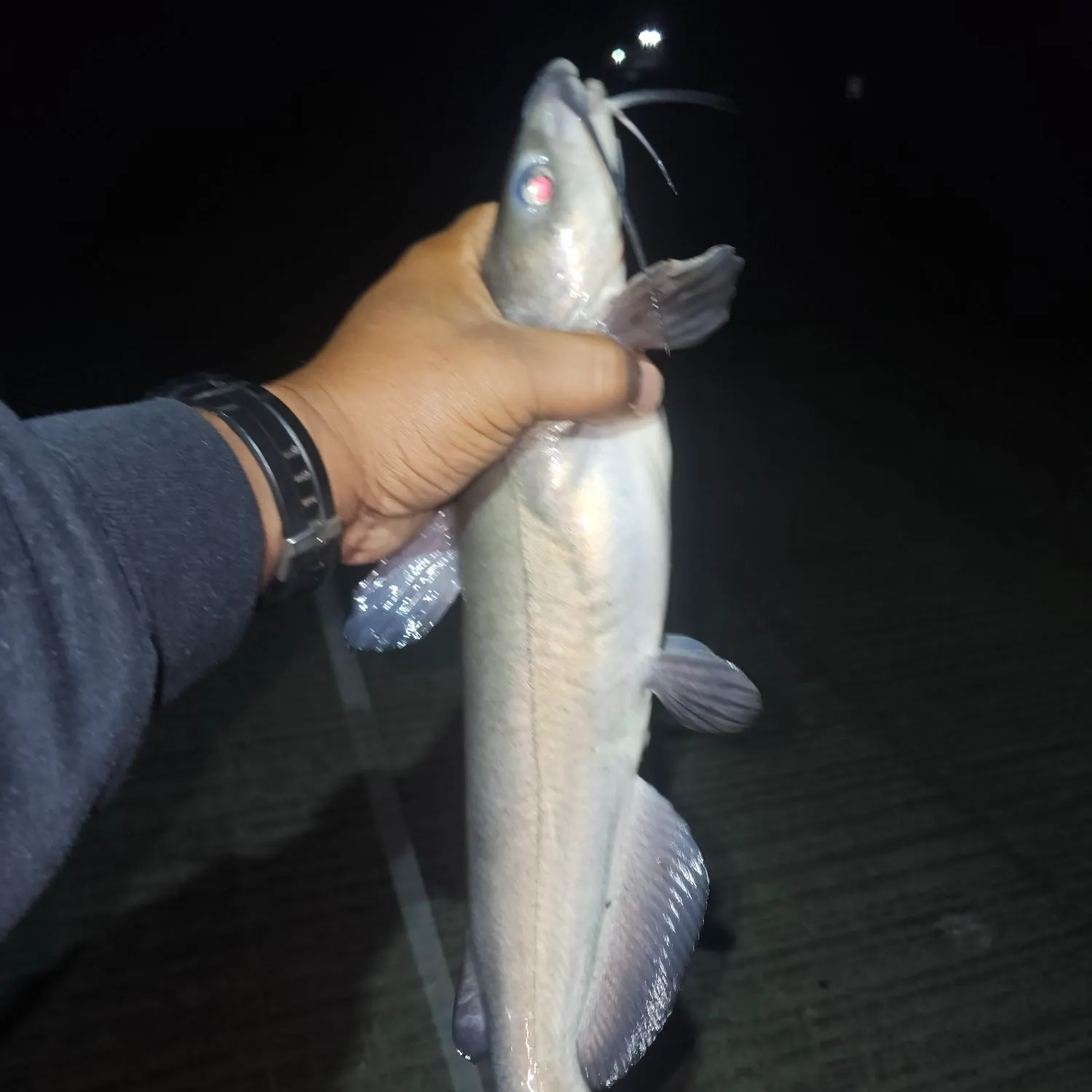 Channel catfish caught on Fishbrain