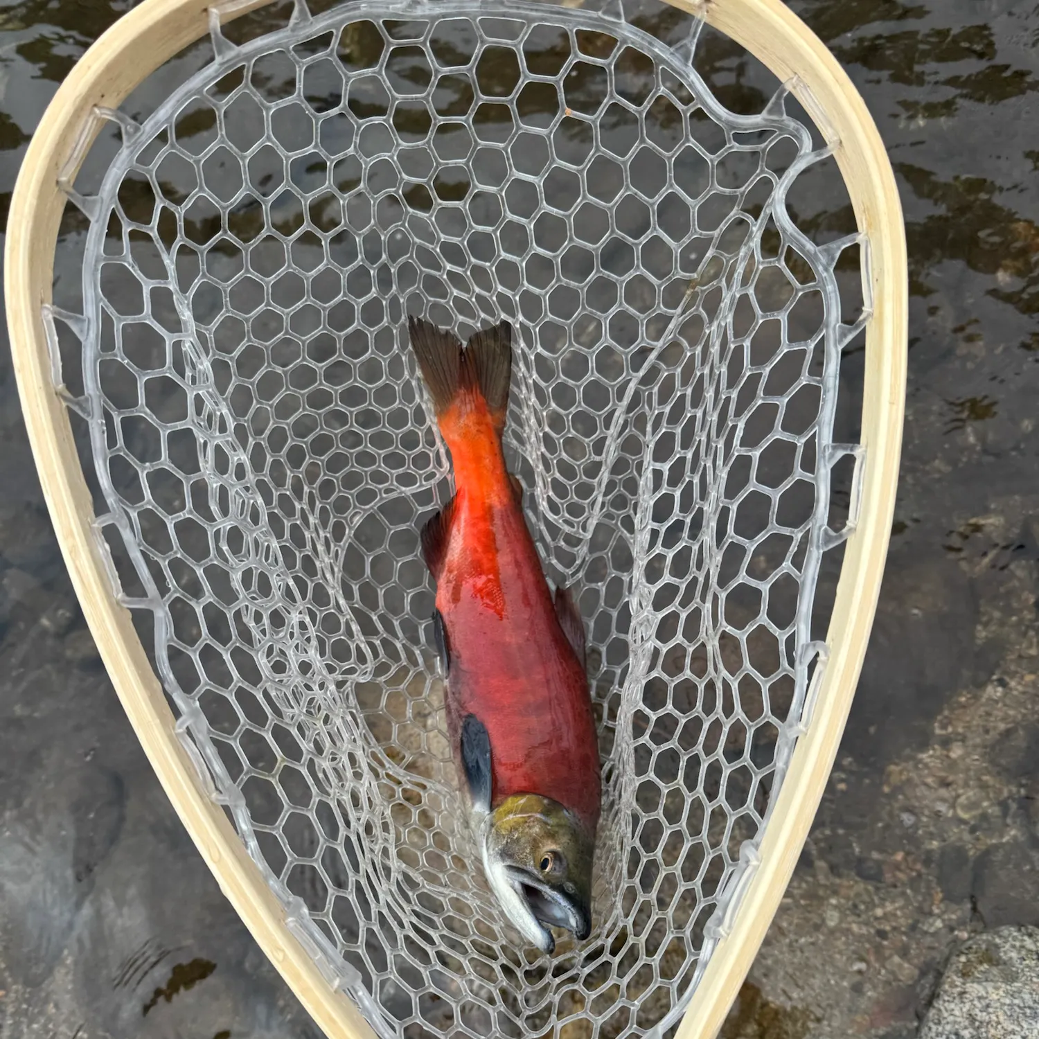 Kokanee salmon caught on Fishbrain