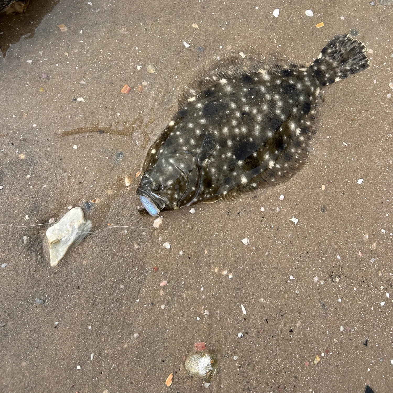 The most recent Gulf flounder catches on Fishbrain