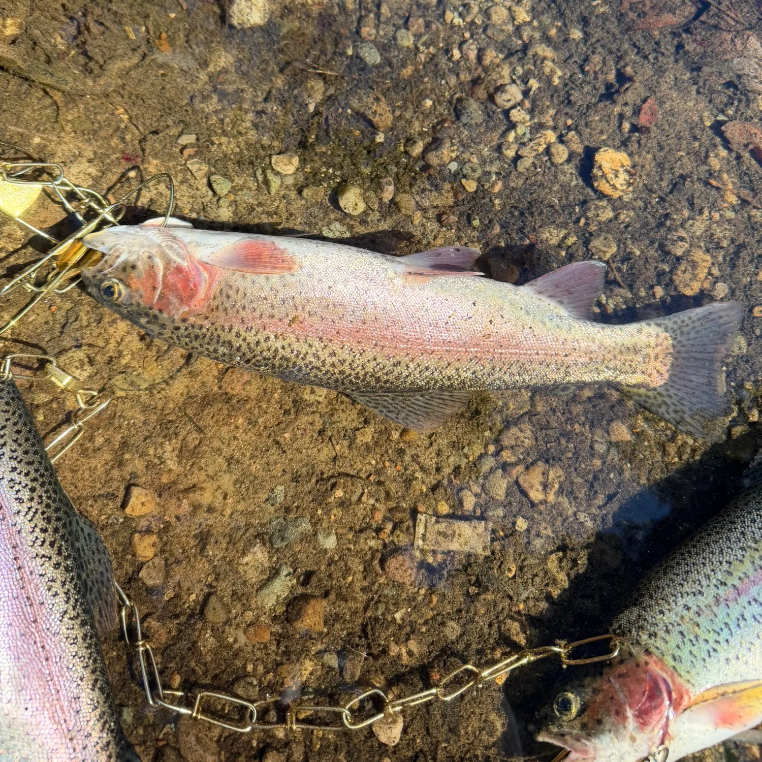 Rainbow trout caught on Fishbrain