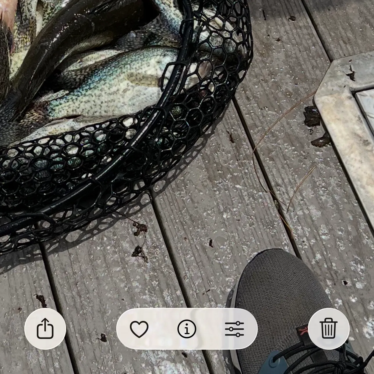 recently logged catches