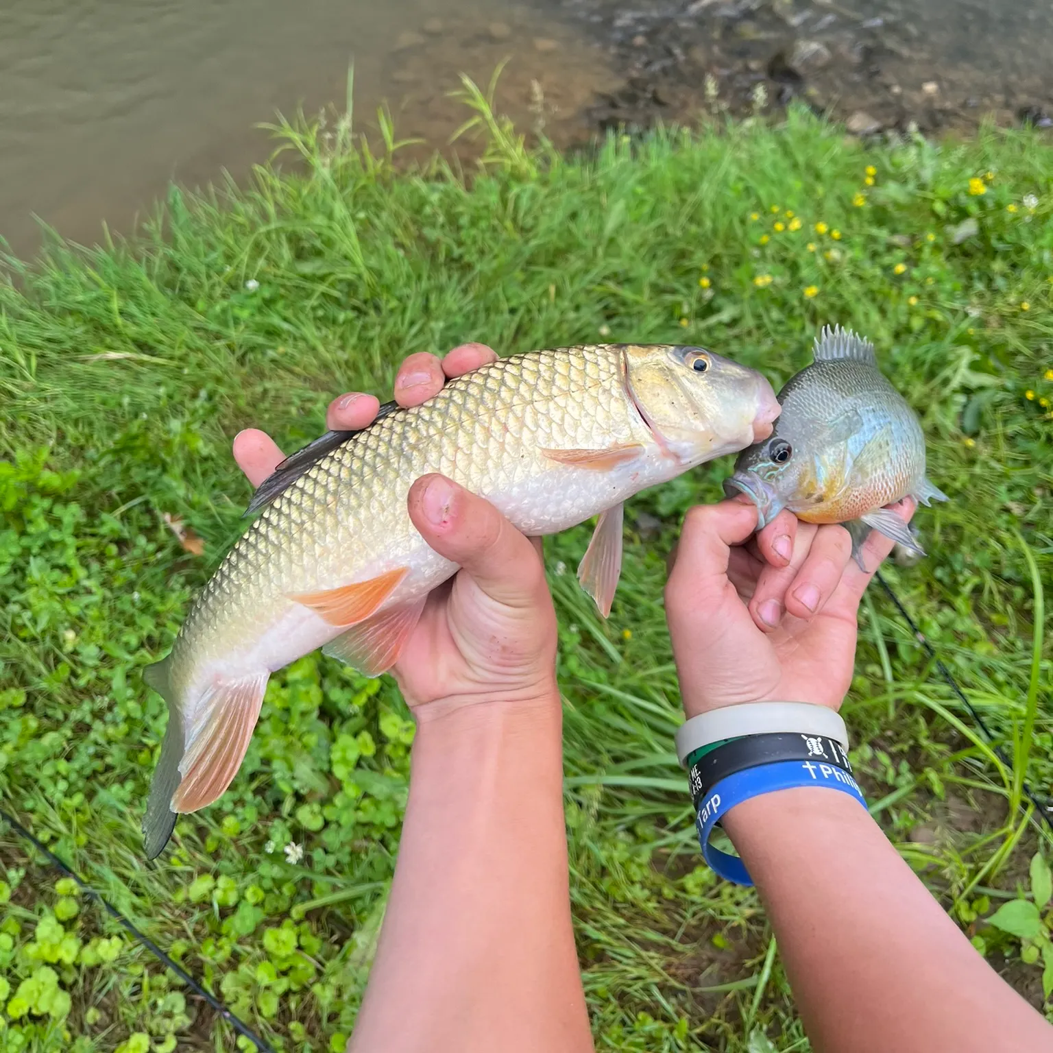 The most recent Golden redhorse catches on Fishbrain