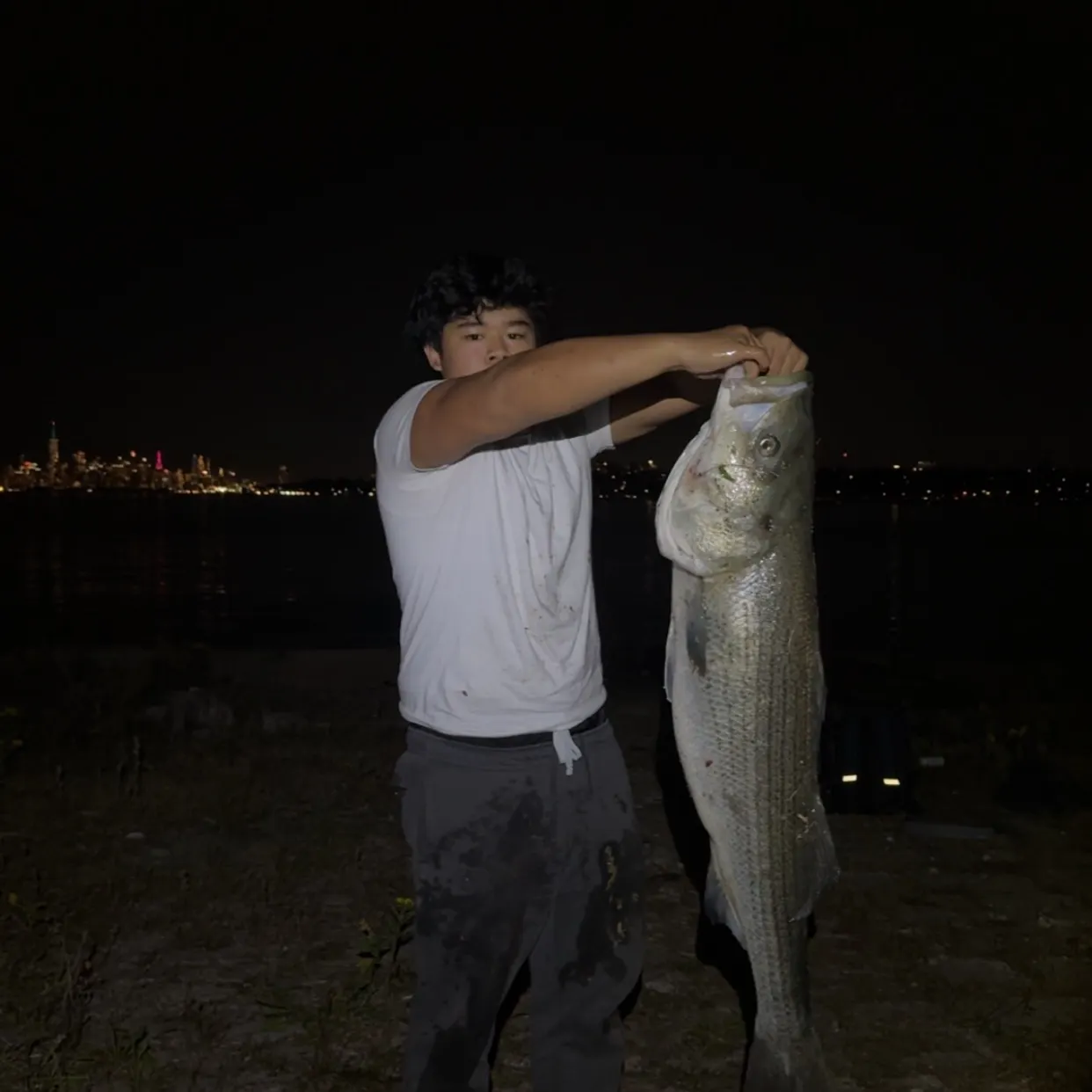Striped bass caught on Fishbrain