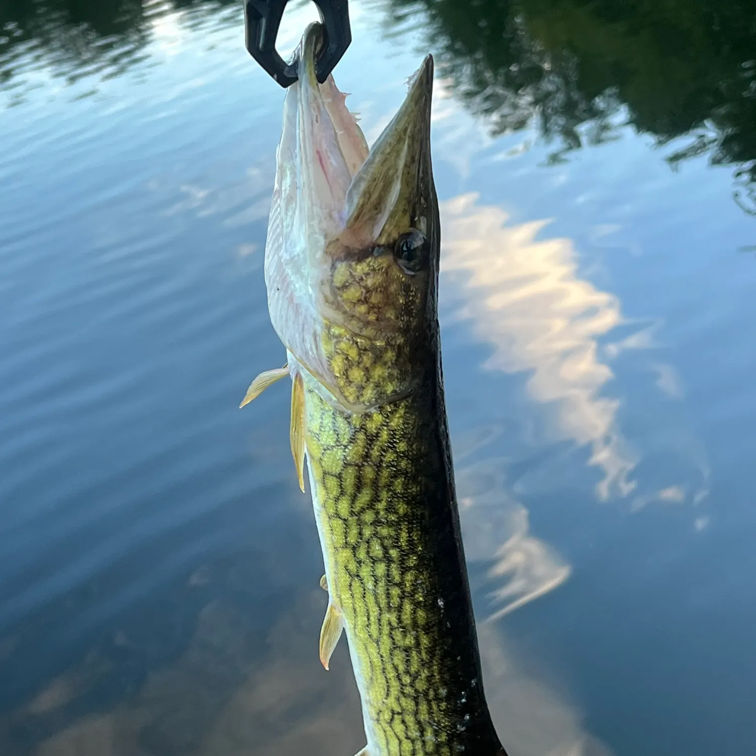 Chain pickerel caught on Fishbrain