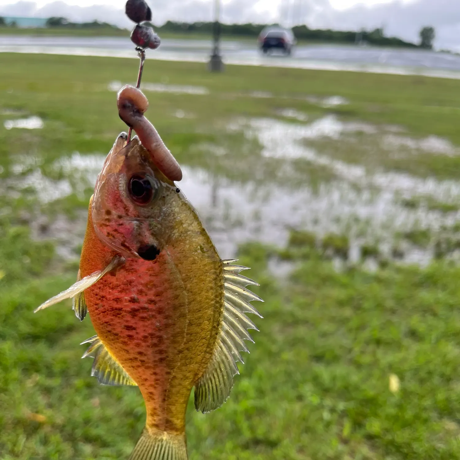 catch