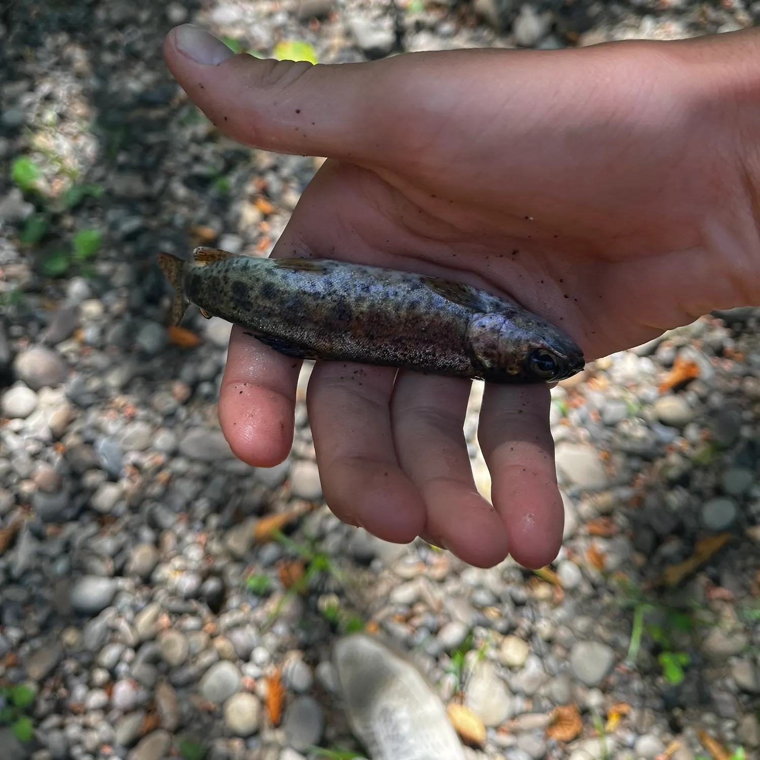 ᐅ Olequa Creek fishing reports🎣• Centralia, WA (United