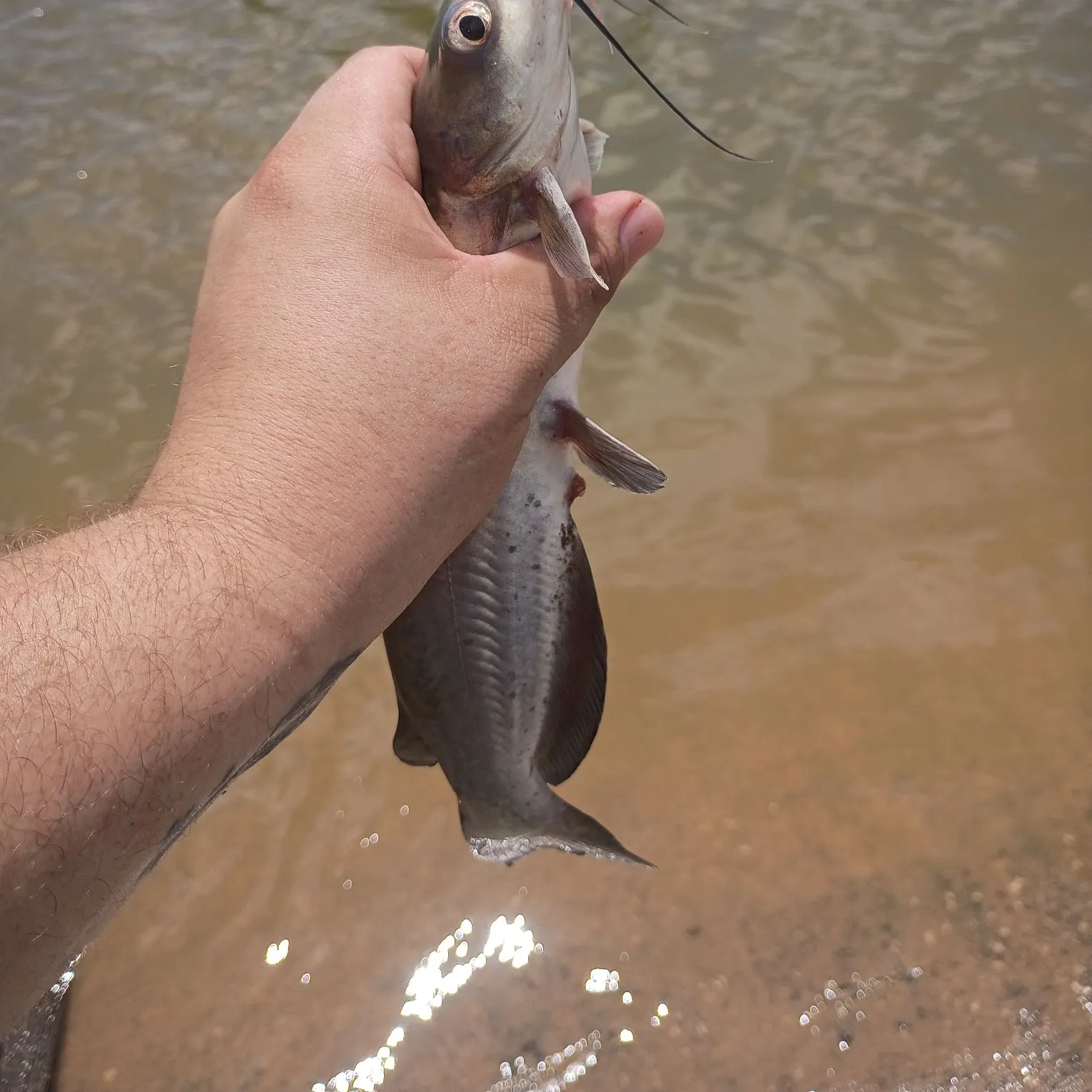 Channel catfish caught on Fishbrain