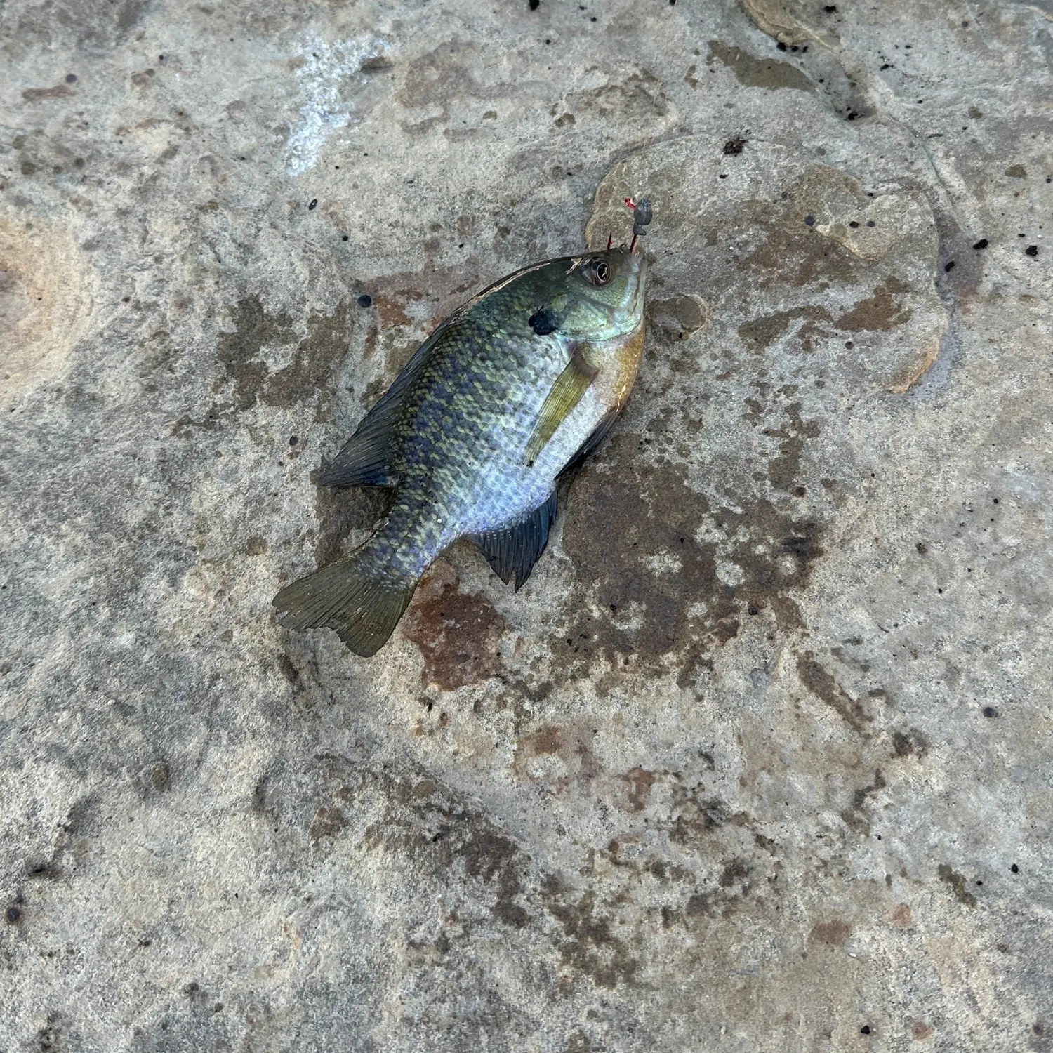 Bluegill caught on Fishbrain