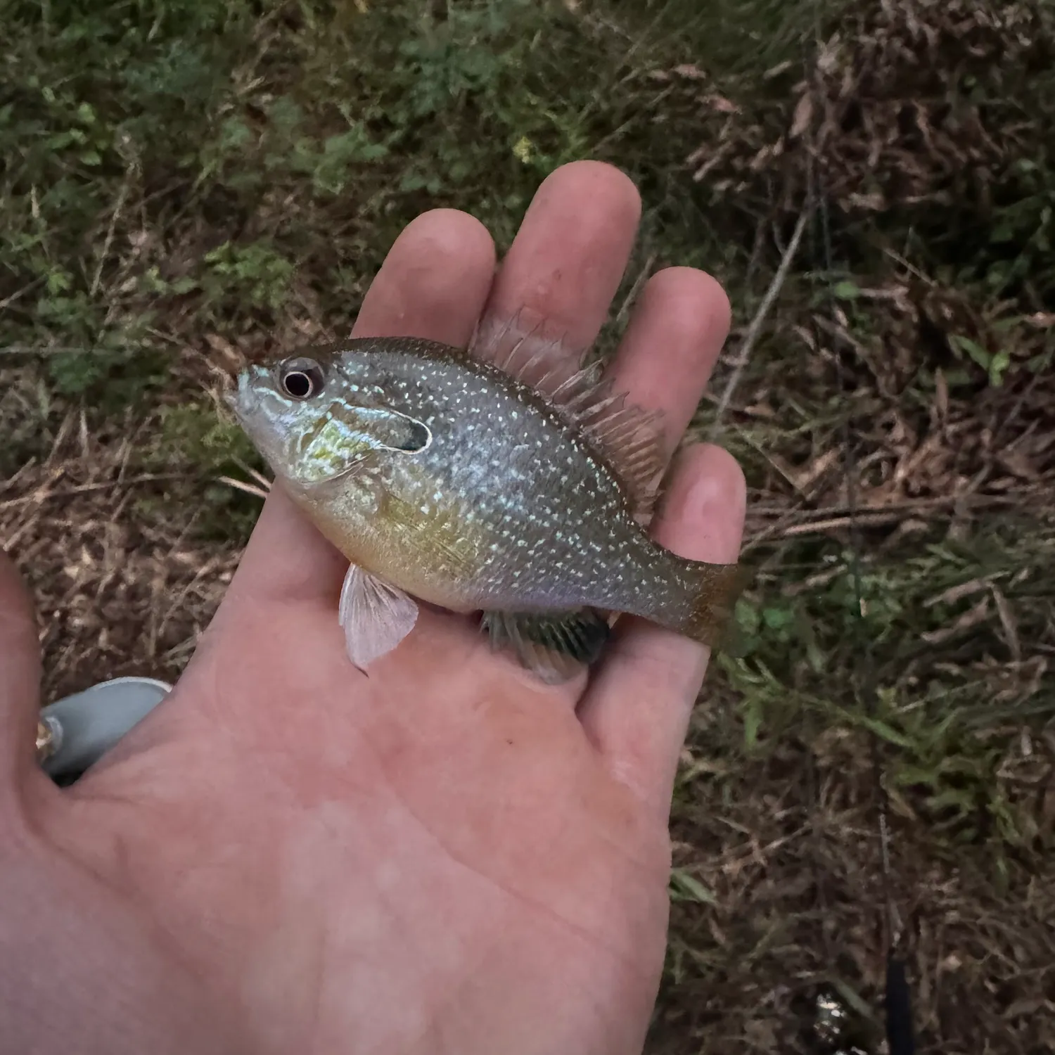 The most recent Dollar sunfish catches on Fishbrain