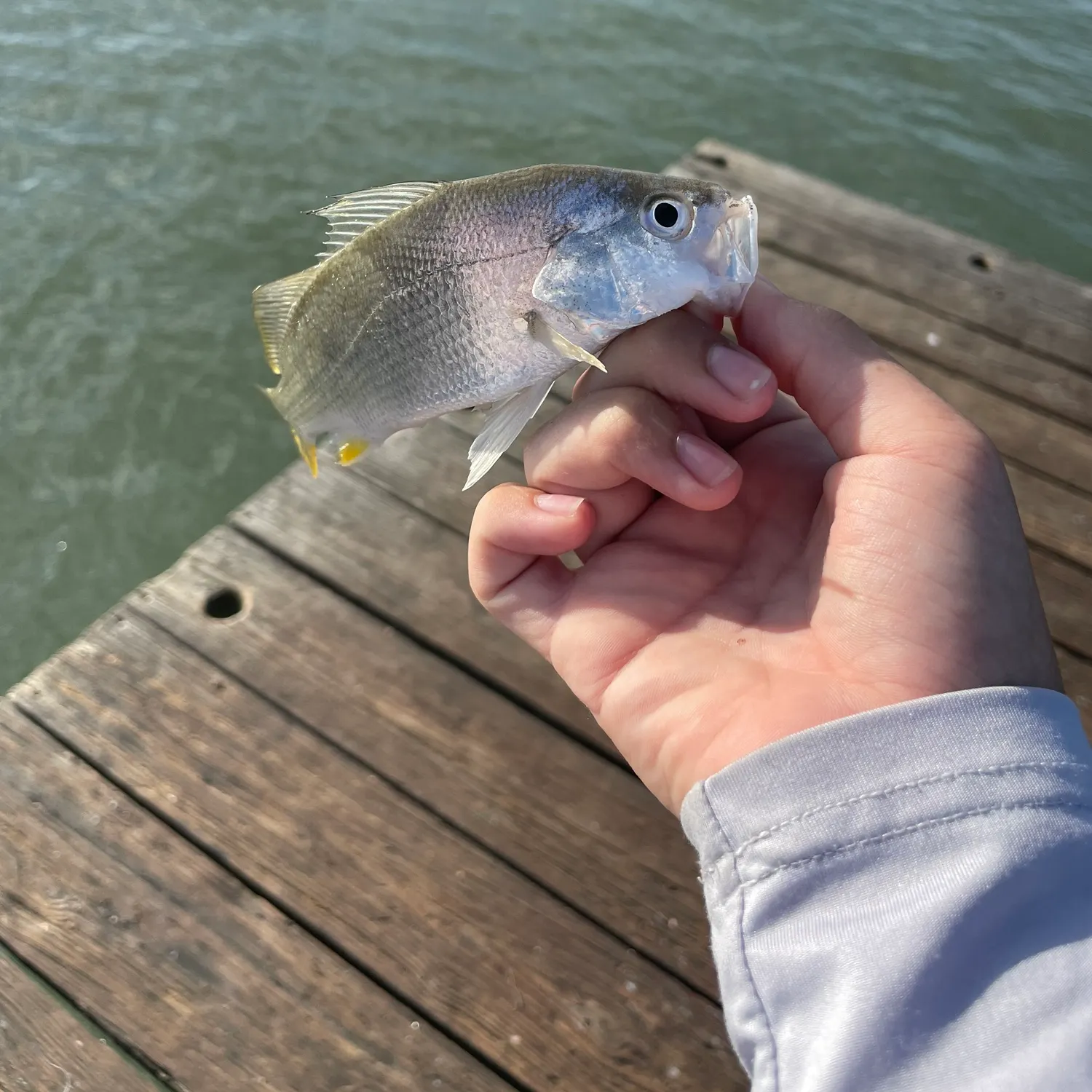 The most recent Silver perch catches on Fishbrain