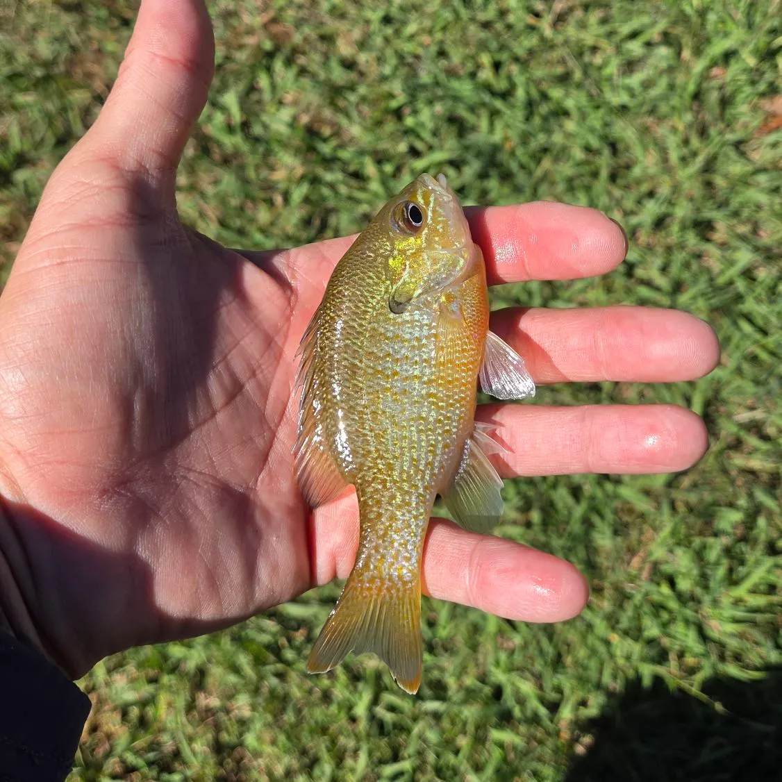Redbreast sunfish caught on Fishbrain
