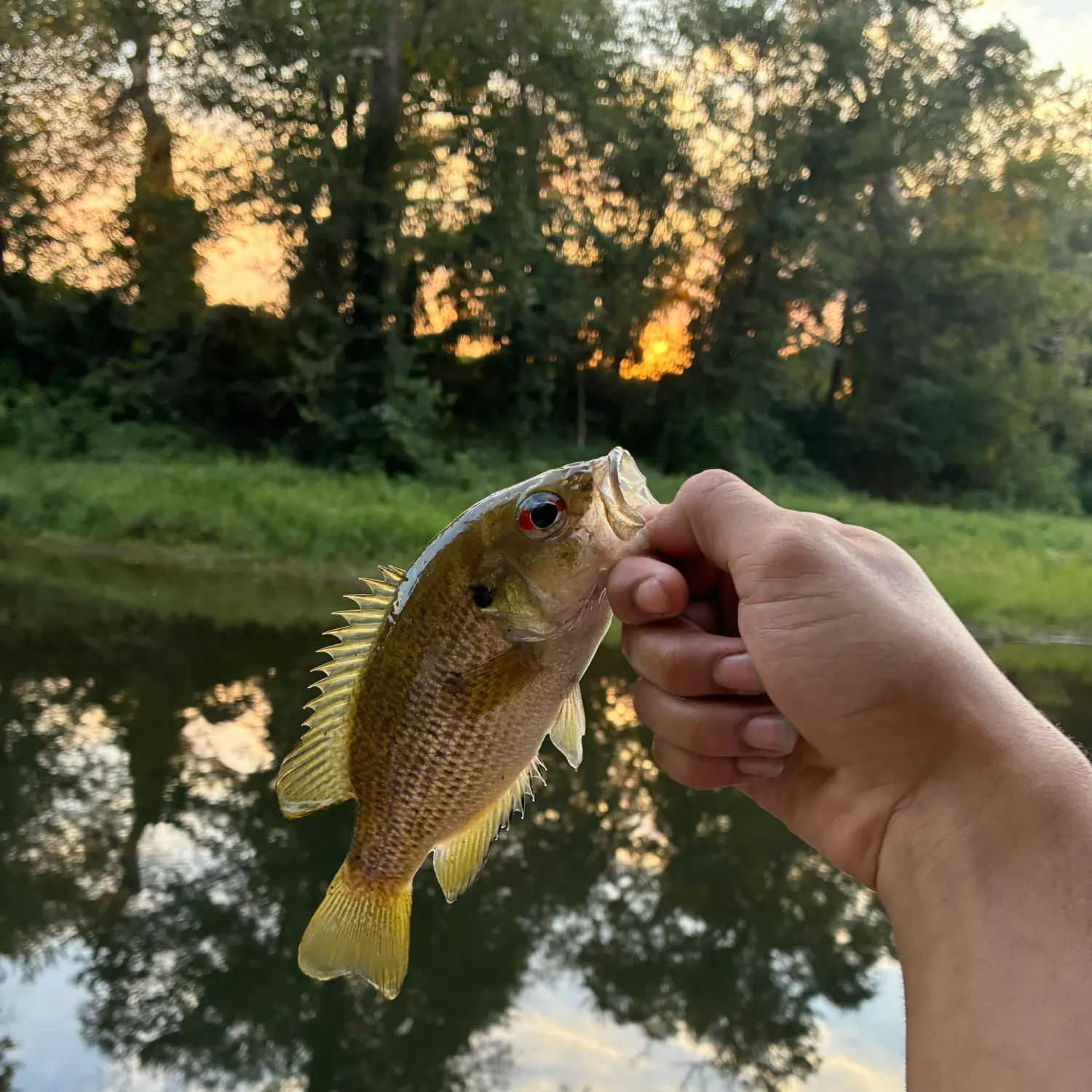 Rock bass caught on Fishbrain