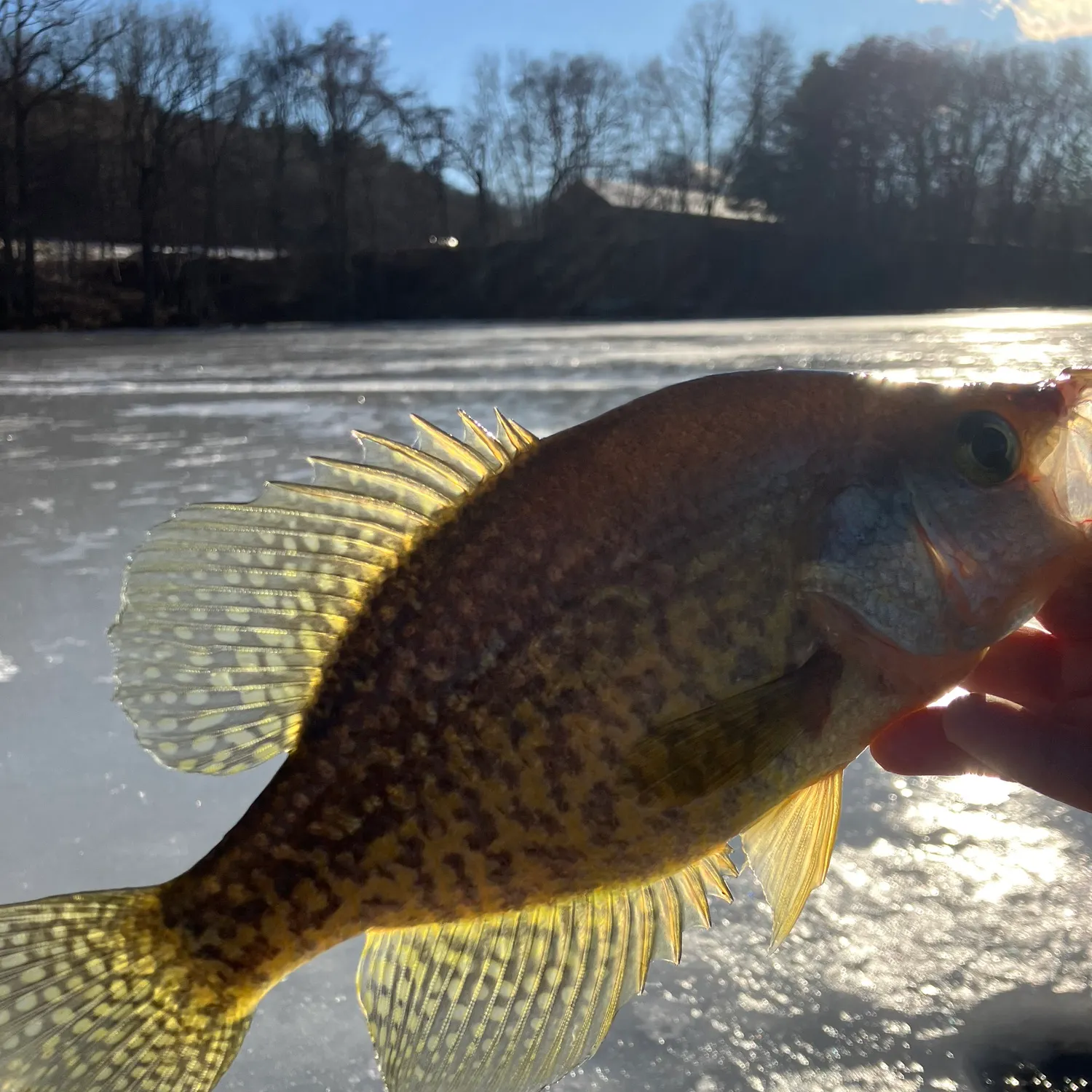 The most recent Black crappie catches on Fishbrain