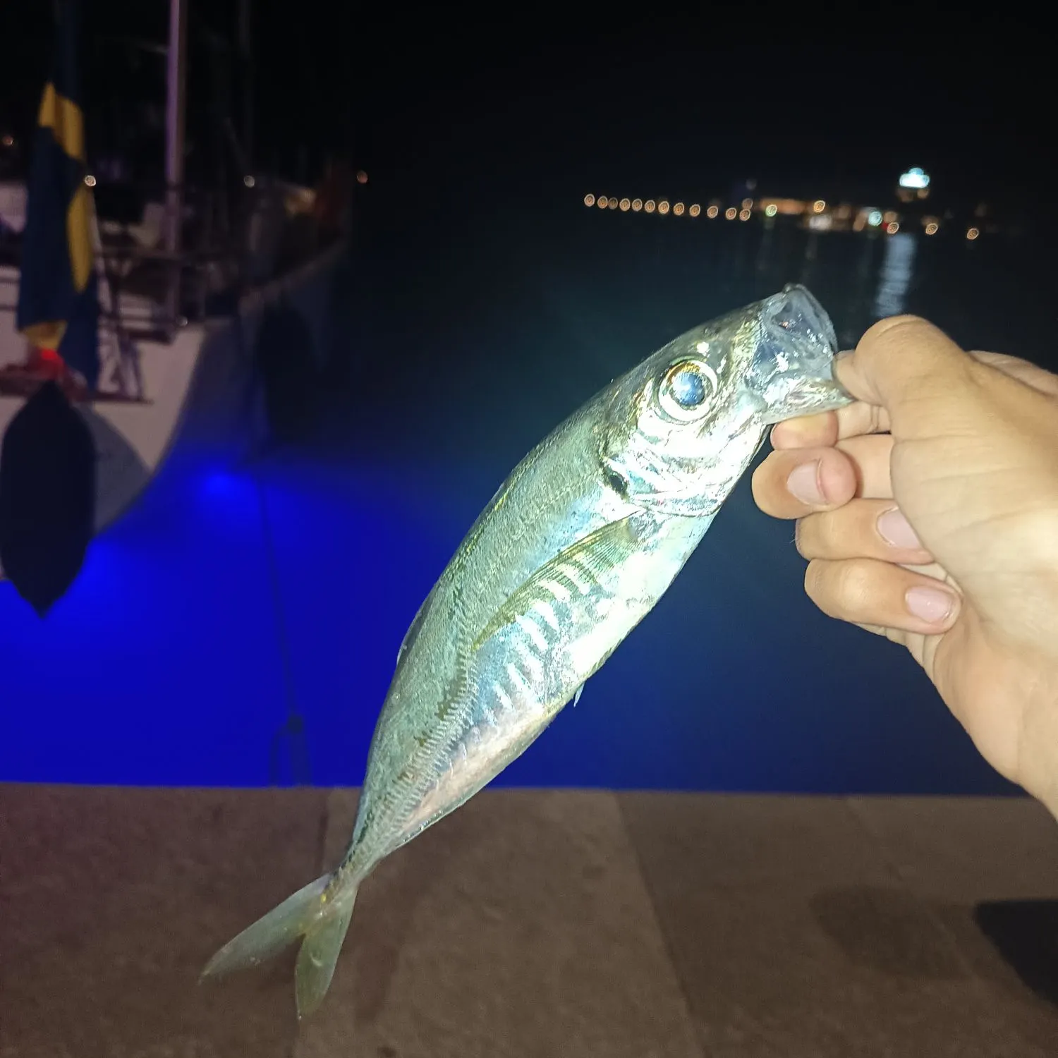 The most recent Mediterranean horse mackerel catches on Fishbrain