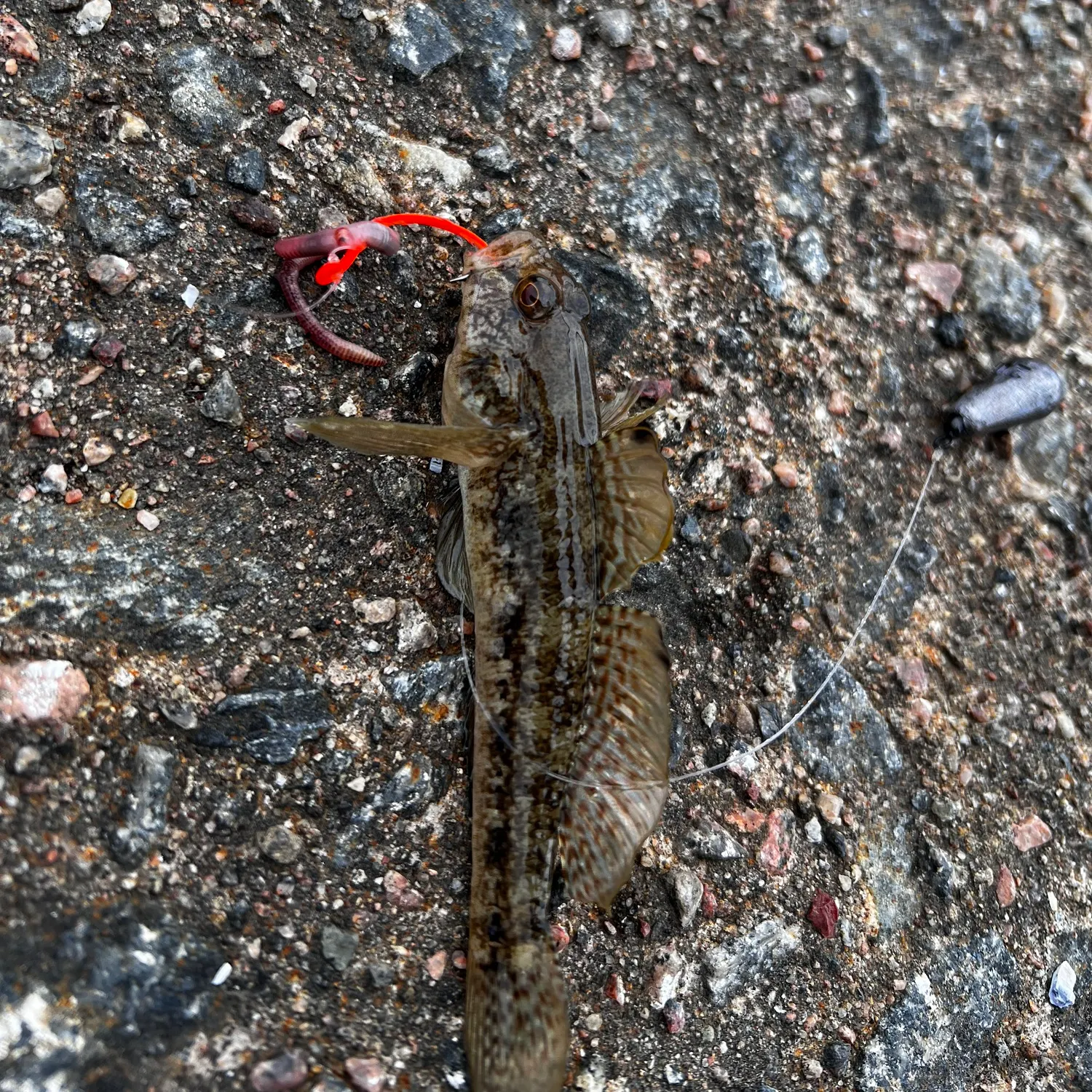 Black goby caught on Fishbrain