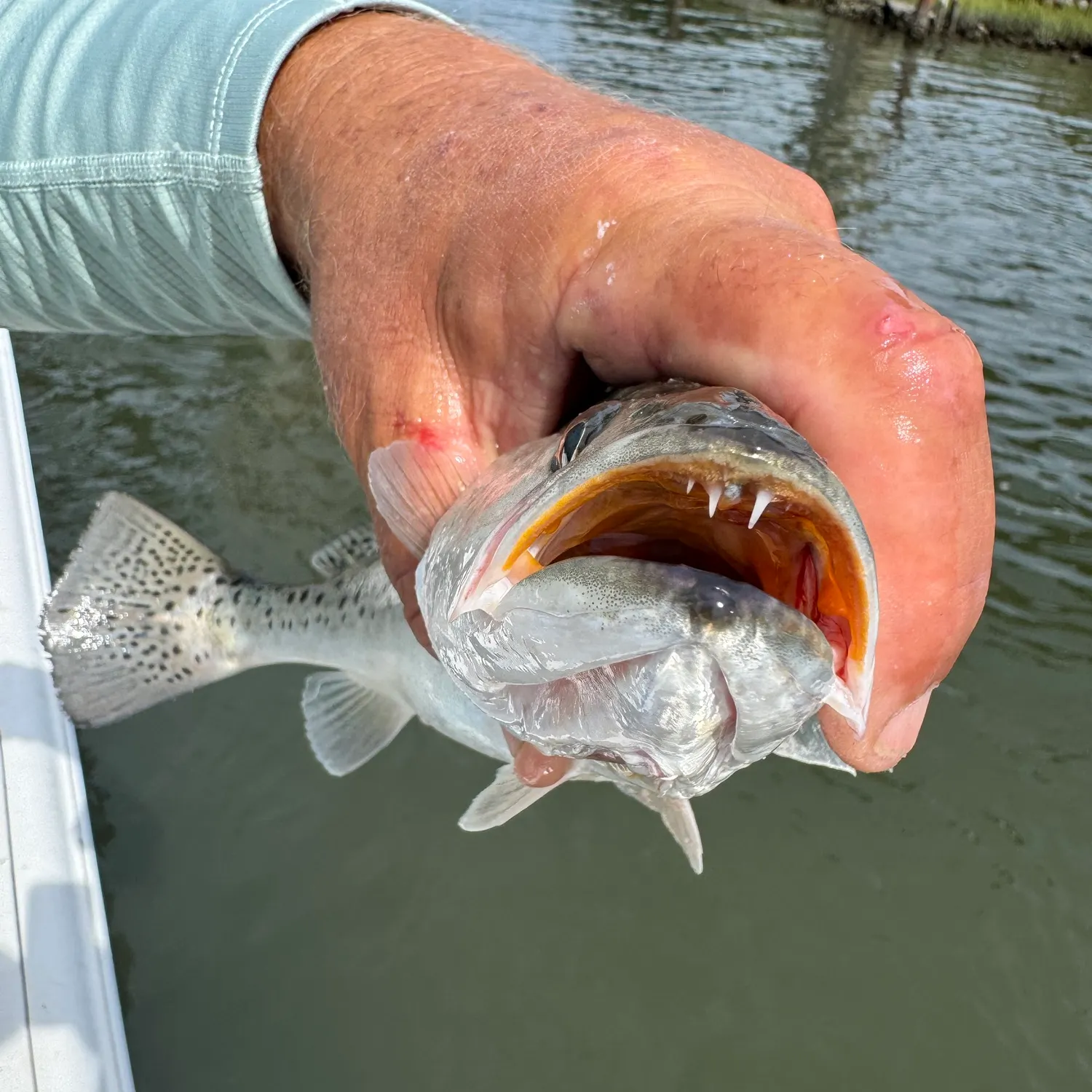 Spotted seatrout caught on Fishbrain