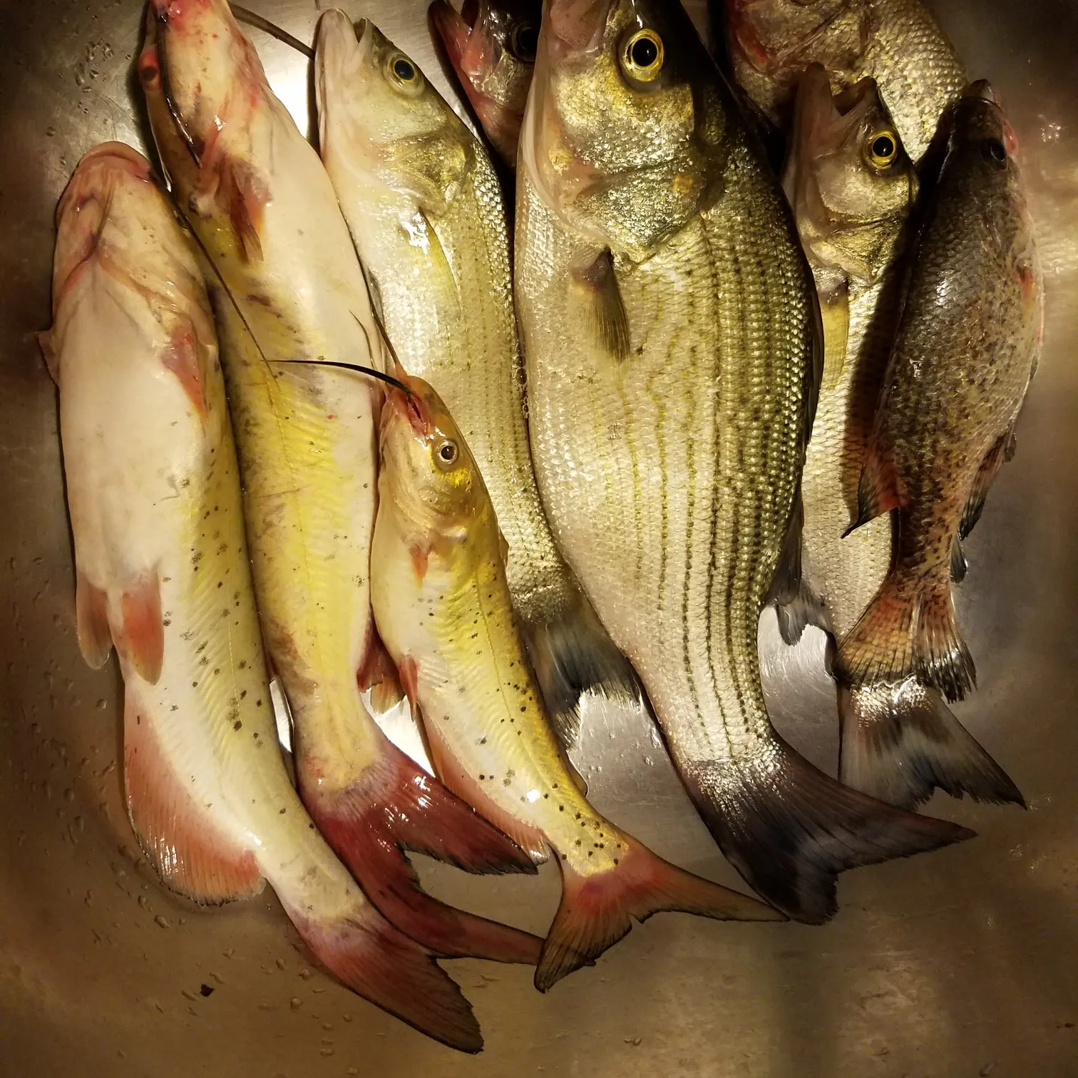recently logged catches