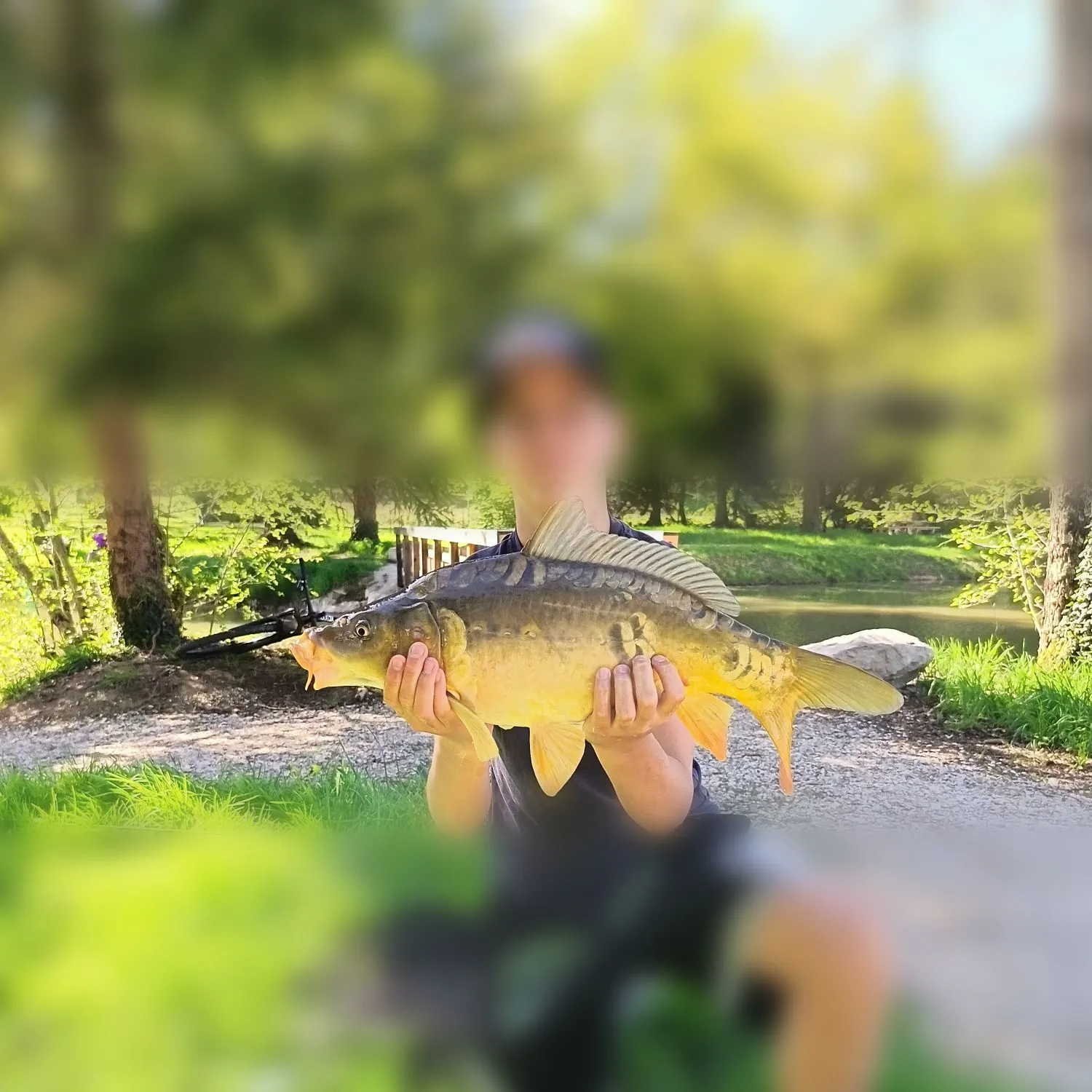 Mirror carp caught on Fishbrain